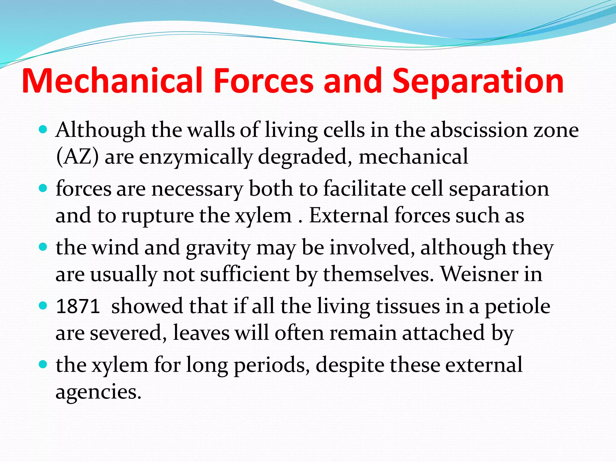 Mechanical Forces and Separation
 Although the walls of living cells in the abscission zone
(AZ) are enzymically degraded, mechanical
 forces are necessary both to facilitate cell separation
and to rupture the xylem . External forces such as
 the wind and gravity may be involved, although they
are usually not sufficient by themselves. Weisner in
 1871 showed that if all the living tissues in a petiole
are severed, leaves will often remain attached by
 the xylem for long periods, despite these external
agencies.
 