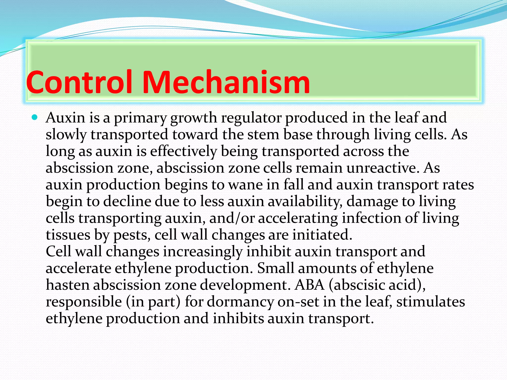 Control Mechanism
 Auxin is a primary growth regulator produced in the leaf and
slowly transported toward the stem base through living cells. As
long as auxin is effectively being transported across the
abscission zone, abscission zone cells remain unreactive. As
auxin production begins to wane in fall and auxin transport rates
begin to decline due to less auxin availability, damage to living
cells transporting auxin, and/or accelerating infection of living
tissues by pests, cell wall changes are initiated.
Cell wall changes increasingly inhibit auxin transport and
accelerate ethylene production. Small amounts of ethylene
hasten abscission zone development. ABA (abscisic acid),
responsible (in part) for dormancy on-set in the leaf, stimulates
ethylene production and inhibits auxin transport.
 