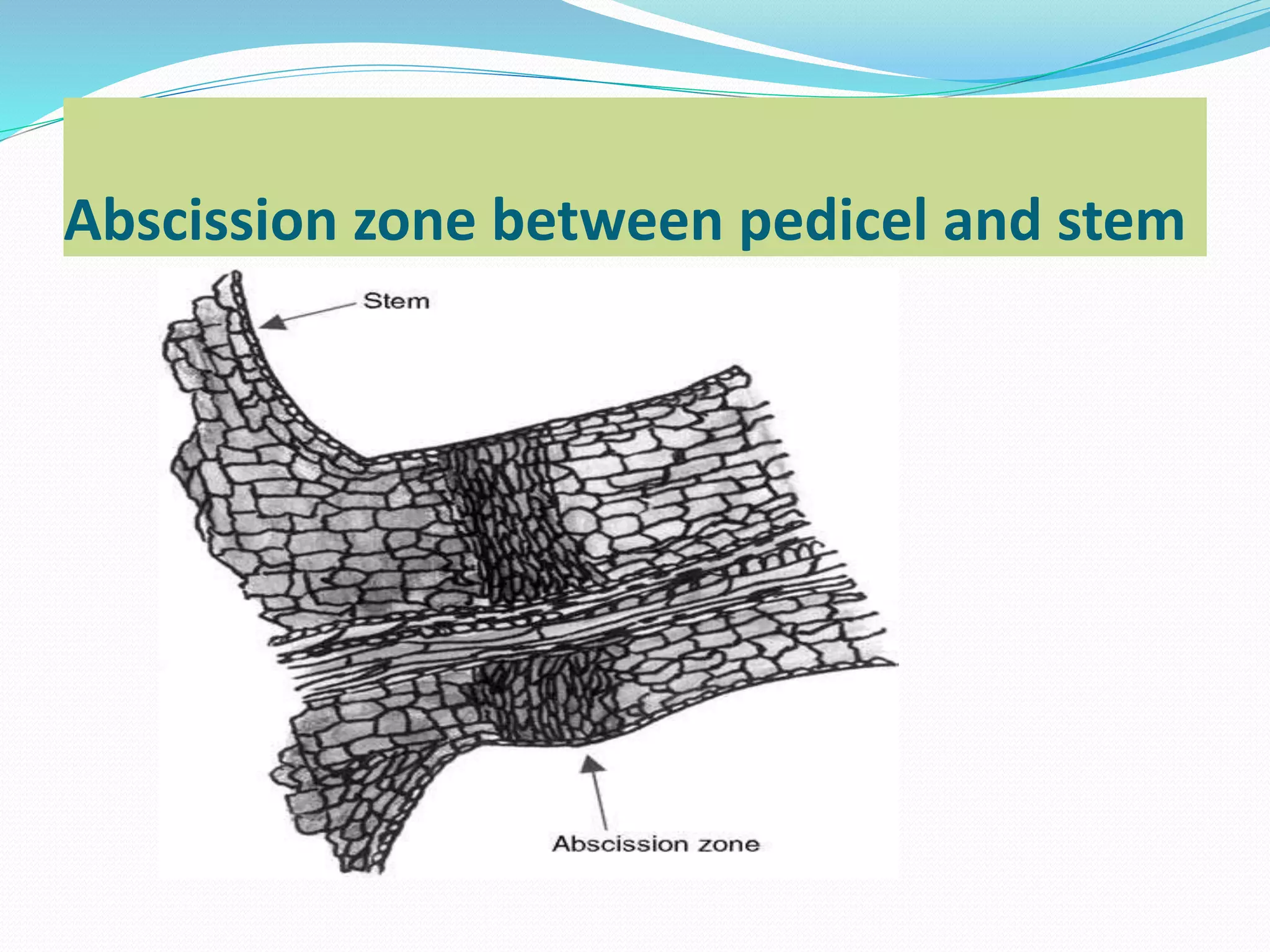 Abscission zone between pedicel and stem
 