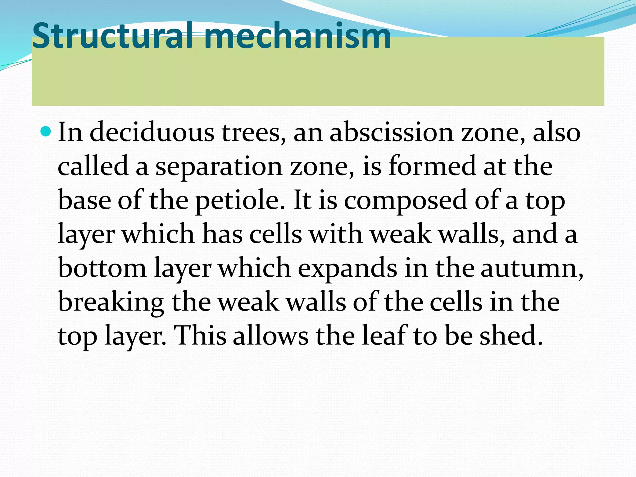 Structural mechanism
 In deciduous trees, an abscission zone, also
called a separation zone, is formed at the
base of the petiole. It is composed of a top
layer which has cells with weak walls, and a
bottom layer which expands in the autumn,
breaking the weak walls of the cells in the
top layer. This allows the leaf to be shed.
 