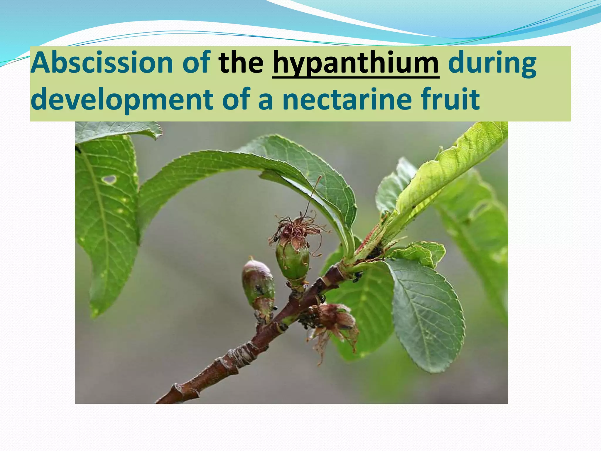 Abscission of the hypanthium during
development of a nectarine fruit
 