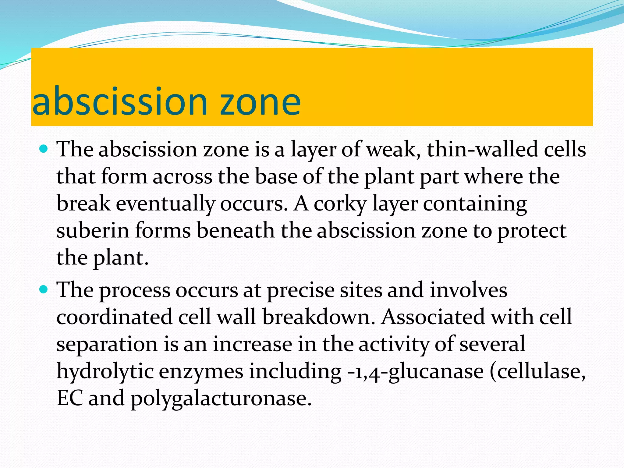 abscission zone
 The abscission zone is a layer of weak, thin-walled cells
that form across the base of the plant part where the
break eventually occurs. A corky layer containing
suberin forms beneath the abscission zone to protect
the plant.
 The process occurs at precise sites and involves
coordinated cell wall breakdown. Associated with cell
separation is an increase in the activity of several
hydrolytic enzymes including -1,4-glucanase (cellulase,
EC and polygalacturonase.
 