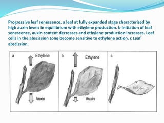 Progressive leaf senescence. a leaf at fully expanded stage characterized by
high auxin levels in equilibrium with ethylene production. b Initiation of leaf
senescence, auxin content decreases and ethylene production increases. Leaf
cells in the abscission zone become sensitive to ethylene action. c Leaf
abscission.
 