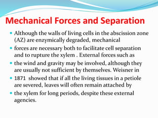 Mechanical Forces and Separation
 Although the walls of living cells in the abscission zone
(AZ) are enzymically degraded, mechanical
 forces are necessary both to facilitate cell separation
and to rupture the xylem . External forces such as
 the wind and gravity may be involved, although they
are usually not sufficient by themselves. Weisner in
 1871 showed that if all the living tissues in a petiole
are severed, leaves will often remain attached by
 the xylem for long periods, despite these external
agencies.
 