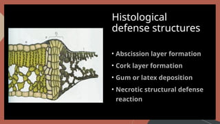 Abscission zone in plants, how the leaves fall off | PPTX