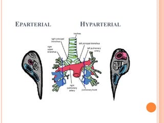 EPARTERIAL HYPARTERIAL 
 