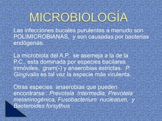 Las infecciones bucales purulentas a menudo son
POLIMICROBIANAS, y son causadas por bacterias
endógenas.

La microbiota del A.P. se asemeja a la de la
P.C., esta dominada por especies bacilares
inmóviles, gram(-) y anaerobias estrictas. P.
Gingivalis es tal vez la especie más virulenta.

Otras especies anaerobias que pueden
encontrarse : Prevotela intermedia, Prevotela
melaninogénica, Fusobacterium nucleatum, y
Bacteroides forsythus
 