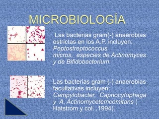 Las bacterias gram(-) anaerobias
estrictas en los A.P. incluyen:
Peptostreptococcus
micros, especies de Actinomyces
y de Bifidobacterium.


Las bacterias gram (-) anaerobias
facultativas incluyen:
Campylobacter, Capnocytophaga
y A. Actinomycetemcomitans (
Hatstrom y col. ,1994).
 