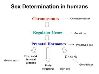 Regulator Genes
Prenatal Hormones
Chromosomes
Gonads
Sex Determination in humans
External &
internal
genitalia
Chromosomal sex
Genital sex
Genetic sex
Phenotypic sex
Gonadal sexBrain
structures Brain sex
 