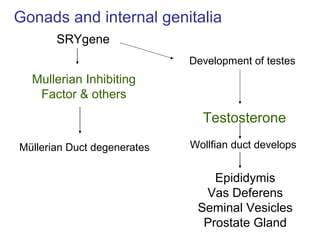 Wollfian duct develops
Epididymis
Vas Deferens
Seminal Vesicles
Prostate Gland
Testosterone
Gonads and internal genitalia
Müllerian Duct degenerates
SRYgene
Mullerian Inhibiting
Factor & others
Development of testes
 