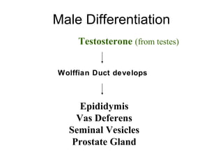 Male Differentiation
Wolffian Duct develops
Epididymis
Vas Deferens
Seminal Vesicles
Prostate Gland
Testosterone (from testes)
 