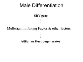 Male Differentiation
Müllerian Duct degenerates
SRY gene
Mullerian Inhibiting Factor & other factors
 
