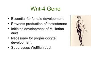 Wnt-4 Gene
• Essential for female development
• Prevents production of testosterone
• Initiates development of Mullerian
duct
• Necessary for proper oocyte
development
• Suppresses Wolffian duct
 