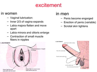 excitement
in women
– Vaginal lubrication:
– Inner 2/3 of vagina expands
– Labia majora flatten and move
apart
– Labia minora and clitoris enlarge
– Contraction of small muscle
fibers in nipples
in men
– Penis become engorged
– Erection of penis (variable)
– Scrotal skin tightens
 