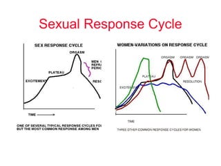 Sexual Response Cycle
 