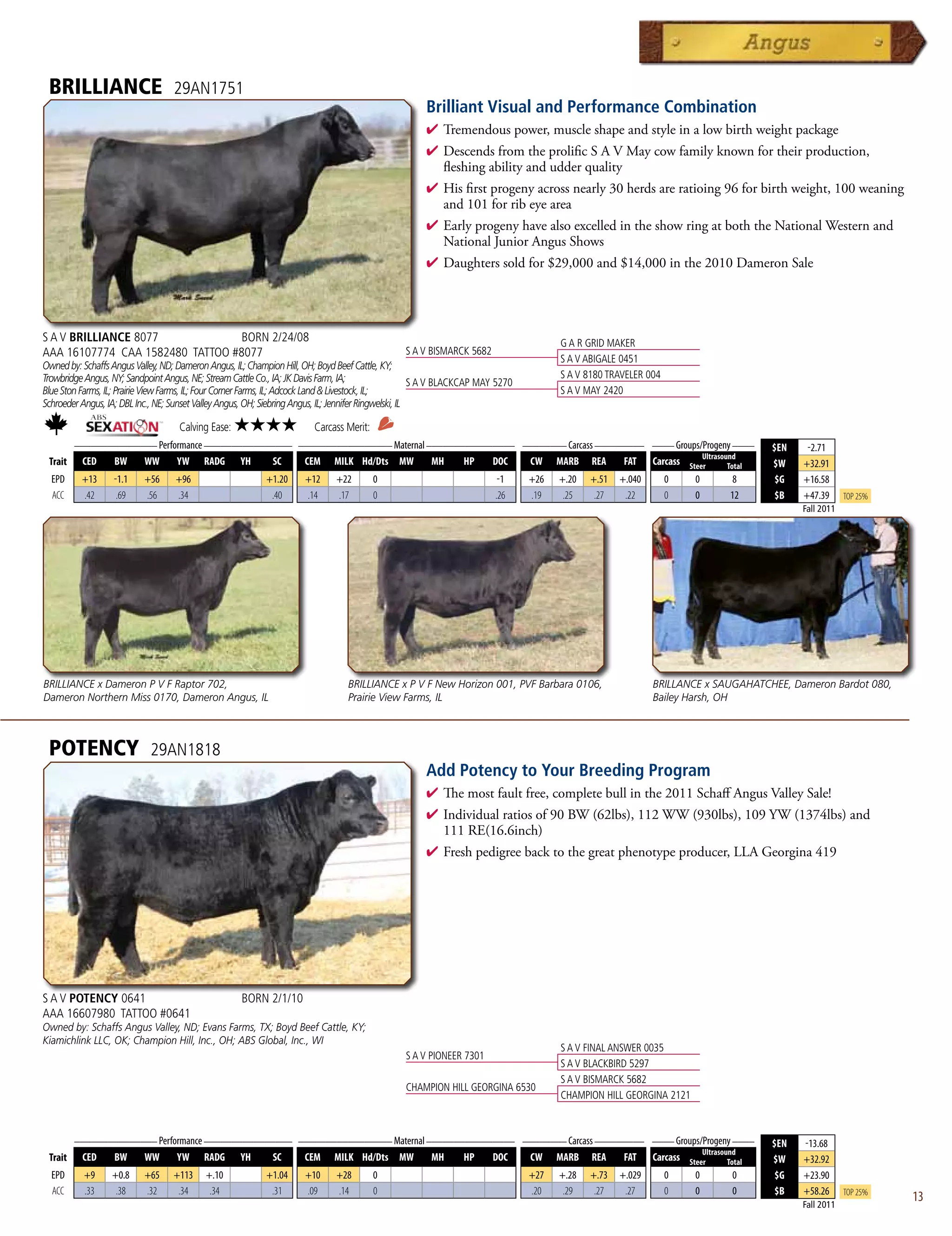 BRILLIANCE                        29AN1751
                                                                                                       Brilliant Visual and Performance Combination
                                                                                                       4  remendouspower,muscleshapeandstyleinalowbirthweightpackage
                                                                                                         T
                                                                                                       4 DescendsfromtheprolificSAVMaycowfamilyknownfortheirproduction,
                                                                                                        fleshingabilityandudderquality
                                                                                                       4 Hisfirstprogenyacrossnearly30herdsareratioing96forbirthweight,100weaning
                                                                                                        and101forribeyearea
                                                                                                       4 EarlyprogenyhavealsoexcelledintheshowringatboththeNationalWesternand
                                                                                                        NationalJuniorAngusShows
                                                                                                       4 Daughterssoldfor$29,000and$14,000inthe2010DameronSale




S A V BRILLIANCE 8077             BORN 2/24/08                                                                                          G A R GRID MAKER
AAA 16107774 CAA 1582480 TATTOO #8077                                                             S A V BISMARCK 5682
                                                                                                                                        S A V ABIGALE 0451
Owned by: Schaffs Angus Valley, ND; Dameron Angus, IL; Champion Hill, OH; Boyd Beef Cattle, KY;
Trowbridge Angus, NY; Sandpoint Angus, NE; Stream Cattle Co., IA; JK Davis Farm, IA;                                                    S A V 8180 TRAVELER 004
                                                                                                        S A V BLACKCAP MAY 5270
Blue Ston Farms, IL; Prairie View Farms, IL; Four Corner Farms, IL; Adcock Land  Livestock, IL;                                        S A V MAY 2420
Schroeder Angus, IA; DBL Inc., NE; Sunset Valley Angus, OH; Siebring Angus, IL; Jennifer Ringwelski, IL

                                    Calving Ease:   ★★★★                 Carcass Merit:
      _______________ Performance ________________ _________________ Maternal ________________ ________ Carcass _________ ____ Groups/Progeny ____
                                                                                                                                                                                    $EN    -2.71
                                                                                                                                      Ultrasound
 Trait CED   BW    WW      YW RADG YH         SC    CEM MILK Hd/Dts MW         MH    HP   DOC   CW MARB REA          FAT Carcass Steer        Total                                 $W    +32.91
  EPD     +13      -1.1    +56     +96                      +1.20     +12      +22        0                                -1     +26   +.20   +.51   +.040       0   0      8       $G   +16.58
  ACC     .42       .69    .56     .34                       .40      .14      .17        0                               .26     .19    .25    .27    .22        0   0     12       $B   +47.39      Top 25%
                                                                                                                                                                                          Fall 2011




BRILLIANCE x Dameron P V F Raptor 702,                                            BRILLIANCE x P V F New Horizon 001, PVF Barbara 0106,                       BRILLANCE x SAUGAHATCHEE, Dameron Bardot 080,
Dameron Northern Miss 0170, Dameron Angus, IL                                     Prairie View Farms, IL                                                      Bailey Harsh, OH



 POTENCY                     29AN1818
                                                                                                       Add Potency to Your Breeding Program
                                                                                                       4  emostfaultfree,completebullinthe2011SchaffAngusValleySale!
                                                                                                         Th
                                                                                                       4 Individualratiosof90BW(62lbs),112WW(930lbs),109YW(1374lbs)and
                                                                                                        111RE(16.6inch)
                                                                                                       4 Freshpedigreebacktothegreatphenotypeproducer,LLAGeorgina419




S A V POTENCY 0641                                   BORN 2/1/10
AAA 16607980 TATTOO #0641
Owned by: Schaffs Angus Valley, ND; Evans Farms, TX; Boyd Beef Cattle, KY;
Kiamichlink LLC, OK; Champion Hill, Inc., OH; ABS Global, Inc., WI
                                                                                                                                        S A V FINAL ANSWER 0035
                                                                                                  S A V PIONEER 7301
                                                                                                                                        S A V BLACKBIRD 5297
                                                                                                                                        S A V BISMARCK 5682
                                                                                                  CHAMPION HILL GEORGINA 6530
                                                                                                                                        CHAMPION HILL GEORGINA 2121


         _______________ Performance ________________ _________________ Maternal ________________ ________ Carcass _________ ____ Groups/Progeny ____
                                                                                                                                                                                    $EN   -13.68
                                                                                                                                         Ultrasound
 Trait    CED   BW    WW      YW RADG YH         SC    CEM MILK Hd/Dts MW         MH    HP   DOC   CW MARB REA          FAT Carcass Steer        Total                              $W    +32.92
  EPD      +9     +0.8     +65     +113     +.10            +1.04     +10      +28        0                                       +27   +.28   +.73   +.029       0   0     0        $G   +23.90
  ACC      .33     .38     .32      .34      .34             .31      .09      .14        0                                       .20    .29    .27    .27        0   0     0        $B   +58.26      Top 25%
                                                                                                                                                                                          Fall 2011
                                                                                                                                                                                                                13
 