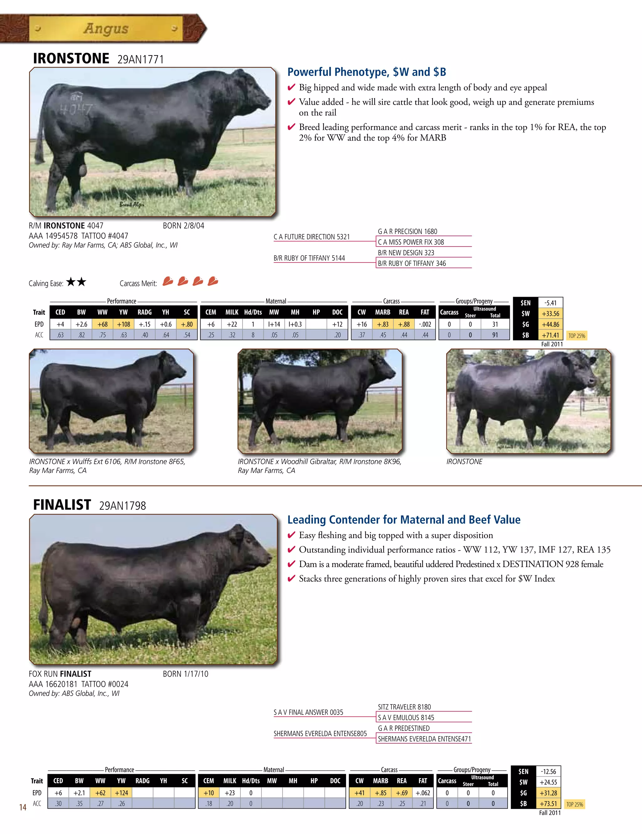 IRONSTONE                   29AN1771
                                                                                                  Powerful Phenotype, $W and $B
                                                                                                  4  ighippedandwidemadewithextralengthofbodyandeyeappeal
                                                                                                    B
                                                                                                  4 Valueadded-hewillsirecattlethatlookgood,weighupandgeneratepremiums
                                                                                                   ontherail
                                                                                                  4 Breedleadingperformanceandcarcassmerit-ranksinthetop1%forREA,thetop
                                                                                                   2%forWWandthetop4%forMARB




     R/M IRONSTONE 4047                                 BORN 2/8/04
                                                                                                                                G A R PRECISION 1680
     AAA 14954578 TATTOO #4047                                                               C A FUTURE DIRECTION 5321
     Owned by: Ray Mar Farms, CA; ABS Global, Inc., WI                                                                          C A MISS POWER FIX 308
                                                                                                                                B/R NEW DESIGN 323
                                                                                             B/R RUBY OF TIFFANY 5144
                                                                                                                                B/R RUBY OF TIFFANY 346

     Calving Ease:   ★★               Carcass Merit:
           _______________ Performance ________________ _________________ Maternal ________________ ________ Carcass _________ ____ Groups/Progeny ____
                                                                                                                                                                           $EN     -5.41
                                                                                                                                           Ultrasound
      Trait CED   BW    WW      YW RADG YH         SC    CEM MILK Hd/Dts MW         MH    HP   DOC   CW MARB REA          FAT Carcass Steer        Total                   $W     +33.56
       EPD     +4    +2.6   +68   +108       +.15      +0.6   +.80    +6    +22       1    I+14   I+0.3         +12      +16   +.83   +.88    -.002       0    0      31    $G    +44.86
       ACC     .63    .82   .75    .63        .40       .64    .54    .25   .32       8     .05    .05          .20      .37    .45    .44     .44        0    0      91    $B    +71.41     Top 25%
                                                                                                                                                                                 Fall 2011




     IRONSTONE x Wulffs Ext 6106, R/M Ironstone 8F65,                             IRONSTONE x Woodhill Gibraltar, R/M Ironstone 8K96,                     IRONSTONE
     Ray Mar Farms, CA                                                            Ray Mar Farms, CA



      FINALIST               29AN1798
                                                                                                  Leading Contender for Maternal and Beef Value
                                                                                                  4  asyfleshingandbigtoppedwithasuperdisposition
                                                                                                    E
                                                                                                  4 Outstandingindividualperformanceratios-WW112,YW137,IMF127,REA135
                                                                                                  4 Damisamoderateframed,beautifuludderedPredestinedxDESTINATION928female
                                                                                                  4 Stacksthreegenerationsofhighlyprovensiresthatexcelfor$WIndex




     FOX RUN FINALIST                                   BORN 1/17/10
     AAA 16620181 TATTOO #0024
     Owned by: ABS Global, Inc., WI
                                                                                                                                SITZ TRAVELER 8180
                                                                                             S A V FINAL ANSWER 0035
                                                                                                                                S A V EMULOUS 8145
                                                                                                                                G A R PREDESTINED
                                                                                             SHERMANS EVERELDA ENTENSE805
                                                                                                                                SHERMANS EVERELDA ENTENSE471


             _______________ Performance ________________ _________________ Maternal ________________ ________ Carcass _________ ____ Groups/Progeny ____
                                                                                                                                                                           $EN   -12.56
                                                                                                                                             Ultrasound
     Trait    CED   BW    WW      YW RADG YH         SC    CEM MILK Hd/Dts MW         MH    HP   DOC   CW MARB REA          FAT Carcass Steer        Total                 $W    +24.55
      EPD      +6    +2.1   +62   +124                               +10    +23      0                                   +41   +.85   +.69   +.062    0        0      0     $G   +31.28
      ACC      .30    .35   .27    .26                               .18    .20      0                                   .20    .23    .25    .21     0        0      0     $B   +73.51      Top 25%
14                                                                                                                                                                               Fall 2011
 