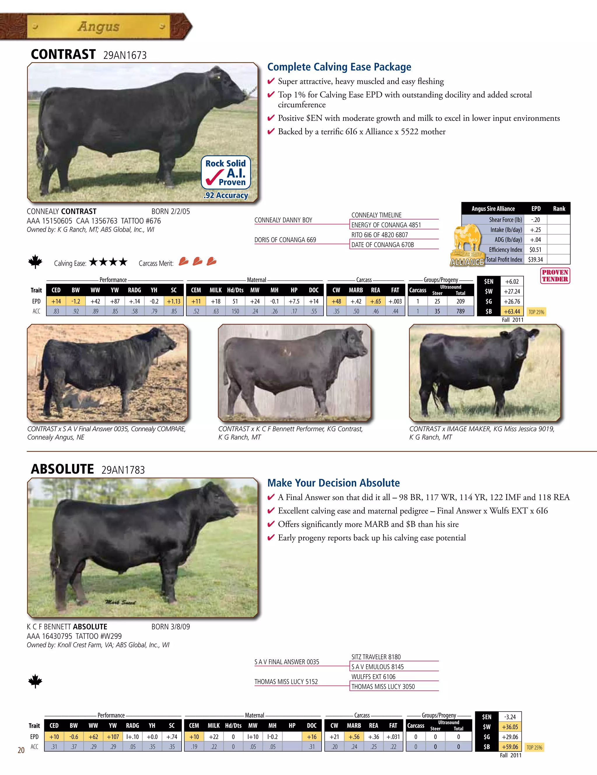CONTRAST                        29AN1673
                                                                                                      Complete Calving Ease Package
                                                                                                      4  uperattractive,heavymuscledandeasyfleshing
                                                                                                        S
                                                                                                      4 Top1%forCalvingEaseEPDwithoutstandingdocilityandaddedscrotal
                                                                                                       circumference
                                                                                                      4 Positive$ENwithmoderategrowthandmilktoexcelinlowerinputenvironments
                                                                                                      4 Backedbyaterrific6I6xAlliancex5522mother


                                                                               Rock Solid
                                                                                       A.I.
                                                                                      Proven
                                                                               .92 Accuracy
     CONNEALY CONTRAST                 BORN 2/2/05                                                                                                                         Angus Sire Alliance        EPD     Rank
                                                                                                                                  CONNEALY TIMELINE
     AAA 15150605 CAA 1356763 TATTOO #676                                                        CONNEALY DANNY BOY                                                               Shear Force (lb) -.20
                                                                                                                                  ENERGY OF CONANGA 4851
     Owned by: K G Ranch, MT; ABS Global, Inc., WI                                                                                                                                 Intake (lb/day) +.25
                                                                                                                                  RITO 6I6 OF 4B20 6807
                                                                                                 DORIS OF CONANGA 669                                                                ADG (lb/day) +.04
                                                                                                                                  DATE OF CONANGA 670B
                                                                                                                                                                                  Efficiency Index $0.51
                                                                                                                                                                                 Total Profit Index $39.34
                Calving Ease:   ★★★★                  Carcass Merit:
           _______________ Performance ________________ _________________ Maternal ________________ ________ Carcass _________ ____ Groups/Progeny ____
                                                                                                                                                                                $EN      +6.02
                                                                                                                                           Ultrasound
      Trait CED   BW    WW      YW RADG YH         SC    CEM MILK Hd/Dts MW         MH    HP   DOC   CW MARB REA          FAT Carcass Steer        Total                        $W       +27.24
       EPD     +14    -1.2      +42     +87    +.14       -0.2   +1.13   +11    +18     51     +24     -0.1   +7.5   +14   +48   +.42   +.65   +.003      1   25     209         $G      +26.76
       ACC     .83     .92      .89     .85     .58        .79    .85    .52    .63     150    .24      .26    .17   .55   .35    .50    .46    .44       1   35     789         $B      +63.44     Top 25%
                                                                                                                                                                                        Fall 2011




     CONTRAST x S A V Final Answer 0035, Connealy COMPARE,                        CONTRAST x K C F Bennett Performer, KG Contrast,                     CONTRAST x IMAGE MAKER, KG Miss Jessica 9019,
     Connealy Angus, NE                                                           K G Ranch, MT                                                        K G Ranch, MT



      ABSOLUTE                        29AN1783
                                                                                                      Make Your Decision Absolute
                                                                                                      4  FinalAnswersonthatdiditall–98BR,117WR,114YR,122IMFand118REA
                                                                                                        A
                                                                                                      4 Excellentcalvingeaseandmaternalpedigree–FinalAnswerxWulfsEXTx6I6
                                                                                                      4 OfferssignificantlymoreMARBand$Bthanhissire
                                                                                                      4 Earlyprogenyreportsbackuphiscalvingeasepotential




     K C F BENNETT ABSOLUTE                                BORN 3/8/09
     AAA 16430795 TATTOO #W299
     Owned by: Knoll Crest Farm, VA; ABS Global, Inc., WI
                                                                                                                                  SITZ TRAVELER 8180
                                                                                                 S A V FINAL ANSWER 0035
                                                                                                                                  S A V EMULOUS 8145
                                                                                                                                  WULFFS EXT 6106
                                                                                                 THOMAS MISS LUCY 5152
                                                                                                                                  THOMAS MISS LUCY 3050


             _______________ Performance ________________ _________________ Maternal ________________ ________ Carcass _________ ____ Groups/Progeny ____
                                                                                                                                                                               $EN       -3.24
                                                                                                                                             Ultrasound
     Trait    CED   BW    WW      YW RADG YH         SC    CEM MILK Hd/Dts MW         MH    HP   DOC   CW MARB REA          FAT Carcass Steer        Total                     $W       +36.05
      EPD     +10     -0.6      +62    +107   I+.10      +0.0    +.74    +10    +22     0      I+10   I-0.2          +16   +21   +.56   +.36   +.031    0     0      0          $G      +29.06
      ACC     .31      .37      .29     .29    .05        .35     .35    .19    .22     0       .05    .05           .31   .20    .24    .25    .22     0     0      0          $B      +59.06      Top 25%
20                                                                                                                                                                                     Fall 2011
 