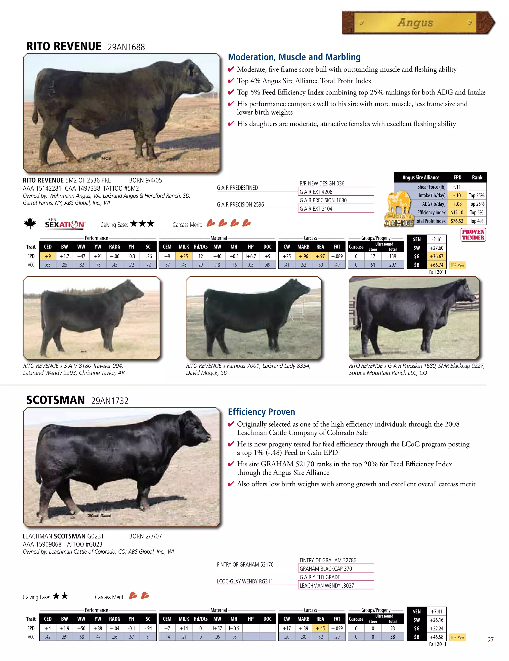 RITO REVENUE                      29AN1688
                                                                                            Moderation, Muscle and Marbling
                                                                                            4  oderate,fiveframescorebullwithoutstandingmuscleandfleshingability
                                                                                              M
                                                                                            4 Top4%AngusSireAllianceTotalProfitIndex
                                                                                            4 Top5%FeedEfficiencyIndexcombiningtop25%rankingsforbothADGandIntake
                                                                                            4 Hisperformancecompareswelltohissirewithmoremuscle,lessframesizeand
                                                                                             lowerbirthweights
                                                                                            4 Hisdaughtersaremoderate,attractivefemaleswithexcellentfleshingability




                                                                                                                                                                      Angus Sire Alliance       EPD      Rank
RITO REVENUE 5M2 OF 2536 PRE      BORN 9/4/05                                                                            B/R NEW DESIGN 036
AAA 15142281 CAA 1497338 TATTOO #5M2                                                  G A R PREDESTINED                                                                      Shear Force (lb) -.11
                                                                                                                         G A R EXT 4206
Owned by: Wehrmann Angus, VA; LaGrand Angus  Hereford Ranch, SD;                                                                                                             Intake (lb/day) -.10 Top 25%
Garret Farms, NY; ABS Global, Inc., WI                                                                                   G A R PRECISION 1680
                                                                                      G A R PRECISION 2536                                                                      ADG (lb/day) +.08 Top 25%
                                                                                                                         G A R EXT 2104
                                                                                                                                                                             Efficiency Index $12.10 Top 5%
                                                                                                                                                                            Total Profit Index $76.52 Top 4%
                                Calving Ease:   ★★★                 Carcass Merit:
      _______________ Performance ________________ _________________ Maternal ________________ ________ Carcass _________ ____ Groups/Progeny ____
                                                                                                                                                                           $EN      -2.16
                                                                                                                                      Ultrasound
 Trait CED   BW    WW      YW RADG YH         SC    CEM MILK Hd/Dts MW         MH    HP   DOC   CW MARB REA          FAT Carcass Steer        Total                        $W      +27.60
  EPD     +9    +1.7   +47   +91     +.06      -0.3   -.26    +9       +25      12   +40    +0.3    I+6.7    +9    +25   +.96   +.97   +.089      0     17      139         $G     +36.67
  ACC     .63    .85   .82   .73      .45       .72    .72    .37      .43      29   .18     .16     .05     .49   .41    .52    .50    .49       0     51      297         $B     +66.74      Top 25%
                                                                                                                                                                                   Fall 2011




RITO REVENUE x S A V 8180 Traveler 004,                                   RITO REVENUE x Famous 7001, LaGrand Lady 8354,                        RITO REVENUE x G A R Precision 1680, SMR Blackcap 9227,
LaGrand Wendy 9293, Christine Taylor, AR                                  David Mogck, SD                                                       Spruce Mountain Ranch LLC, CO



 SCOTSMAN                    29AN1732
                                                                                            Efficiency Proven
                                                                                            4  riginallyselectedasoneofthehighefficiencyindividualsthroughthe2008
                                                                                              O
                                                                                              LeachmanCattleCompanyofColoradoSale
                                                                                            4 HeisnowprogenytestedforfeedefficiencythroughtheLCoCprogramposting
                                                                                             atop1%(-.48)FeedtoGainEPD
                                                                                            4 HissireGRAHAM52170ranksinthetop20%forFeedEfficiencyIndex
                                                                                             throughtheAngusSireAlliance
                                                                                            4 Alsoofferslowbirthweightswithstronggrowthandexcellentoverallcarcassmerit




LEACHMAN SCOTSMAN G023T                         BORN 2/7/07
AAA 15909868 TATTOO #G023
Owned by: Leachman Cattle of Colorado, CO; ABS Global, Inc., WI
                                                                                                                         FINTRY OF GRAHAM 32786
                                                                                      FINTRY OF GRAHAM 52170
                                                                                                                         GRAHAM BLACKCAP 370
                                                                                                                         G A R YIELD GRADE
                                                                                      LCOC-GLXY WENDY RG311
                                                                                                                         LEACHMAN WENDY J3027
Calving Ease:   ★★            Carcass Merit:
      _______________ Performance ________________ _________________ Maternal ________________ ________ Carcass _________ ____ Groups/Progeny ____
                                                                                                                                                                           $EN     +7.41
                                                                                                                                      Ultrasound
 Trait CED   BW    WW      YW RADG YH         SC    CEM MILK Hd/Dts MW         MH    HP   DOC   CW MARB REA          FAT Carcass Steer        Total                        $W      +26.16
  EPD     +4    +1.9   +50   +88     +.04      -0.1   -.94    +7       +14      0    I+57   I+0.5                  +17   +.39   +.45   +.059      0      0      23          $G     +22.24
  ACC     .42    .69   .58   .47      .26       .57    .51    .14      .21      0     .05    .05                   .20    .30    .32    .29       0      0      58          $B     +46.58      Top 25%
                                                                                                                                                                                   Fall 2011
                                                                                                                                                                                                                27
 