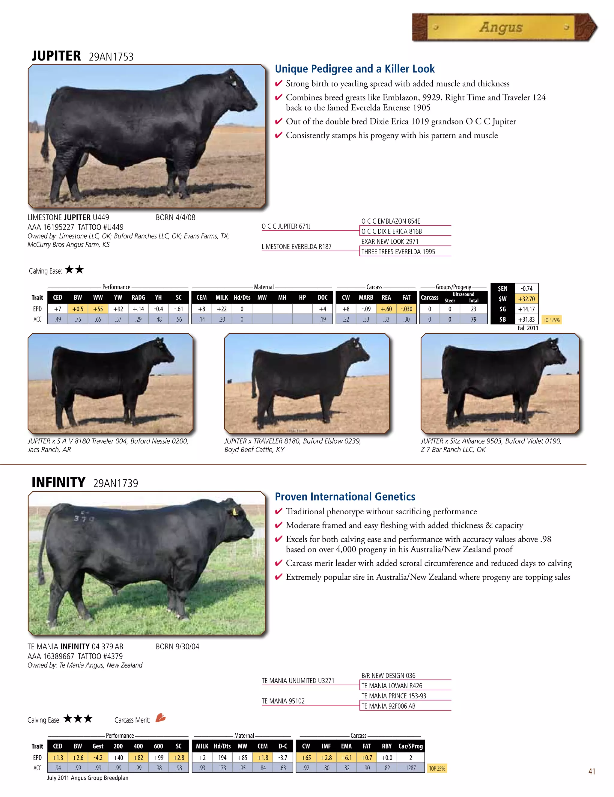 JUPITER                29AN1753
                                                                                         Unique Pedigree and a Killer Look
                                                                                         4 Strongbirthtoyearlingspreadwithaddedmuscleandthickness
                                                                                         4 CombinesbreedgreatslikeEmblazon,9929,RightTimeandTraveler124
                                                                                          backtothefamedEvereldaEntense1905
                                                                                         4 OutofthedoublebredDixieErica1019grandsonOCCJupiter
                                                                                         4 Consistentlystampshisprogenywithhispatternandmuscle




LIMESTONE JUPITER U449                            BORN 4/4/08                                                          O C C EMBLAZON 854E
AAA 16195227 TATTOO #U449                                                          O C C JUPITER 671J
                                                                                                                       O C C DIXIE ERICA 816B
Owned by: Limestone LLC, OK; Buford Ranches LLC, OK; Evans Farms, TX;
McCurry Bros Angus Farm, KS                                                                                            EXAR NEW LOOK 2971
                                                                                   LIMESTONE EVERELDA R187
                                                                                                                       THREE TREES EVERELDA 1995

Calving Ease:   ★★
      _______________ Performance ________________ _________________ Maternal ________________ ________ Carcass _________ ____ Groups/Progeny ____
                                                                                                                                                                        $EN     -0.74
                                                                                                                                      Ultrasound
 Trait CED   BW    WW      YW RADG YH         SC    CEM MILK Hd/Dts MW         MH    HP   DOC   CW MARB REA          FAT Carcass Steer        Total                     $W     +32.70
  EPD     +7     +0.5    +55     +92      +.14    -0.4   -.61   +8    +22    0                          +4     +8      -.09   +.60   -.030      0         0    23        $G    +14.17
  ACC     .49     .75    .65     .57       .29     .48    .56   .14   .20    0                          .19    .22      .33    .33    .30       0         0    79        $B    +31.83      Top 25%
                                                                                                                                                                               Fall 2011




JUPITER x S A V 8180 Traveler 004, Buford Nessie 0200,                  JUPITER x TRAVELER 8180, Buford Elslow 0239,                          JUPITER x Sitz Alliance 9503, Buford Violet 0190,
Jacs Ranch, AR                                                          Boyd Beef Cattle, KY                                                  Z 7 Bar Ranch LLC, OK



 INFINITY                29AN1739
                                                                                         Proven International Genetics
                                                                                         4 Traditionalphenotypewithoutsacrificingperformance
                                                                                         4 Moderateframedandeasyfleshingwithaddedthicknesscapacity
                                                                                         4 Excelsforbothcalvingeaseandperformancewithaccuracyvaluesabove.98
                                                                                          basedonover4,000progenyinhisAustralia/NewZealandproof
                                                                                         4 Carcassmeritleaderwithaddedscrotalcircumferenceandreduceddaystocalving
                                                                                         4 ExtremelypopularsireinAustralia/NewZealandwhereprogenyaretoppingsales




TE MANIA INFINITY 04 379 AB                       BORN 9/30/04
AAA 16389667 TATTOO #4379
Owned by: Te Mania Angus, New Zealand
                                                                                                                       B/R NEW DESIGN 036
                                                                                   TE MANIA UNLIMITED U3271
                                                                                                                       TE MANIA LOWAN R426
                                                                                                                       TE MANIA PRINCE 153-93
                                                                                   TE MANIA 95102
                                                                                                                       TE MANIA 92F006 AB
Calving Ease:   ★★★              Carcass Merit:
      ________________ Performance _______________ ___________ Maternal __________              ______________ Carcass _______________
 Trait CED   BW Gest 200          400   600   SC    MILK Hd/Dts MW CEM         D-C               CW      IMF   EMA     FAT    RBY Car/SProg
  EPD    +1.3    +2.6    -4.2    +40      +82     +99    +2.8   +2    194   +85   +1.8   -3.7    +65    +2.8   +6.1   +0.7    +0.0      2
  ACC     .94     .99     .99    .99      .99     .98     .98   .93   173   .95    .84    .63    .92     .80    .82    .90     .82     1287     Top 25%
                                                                                                                                                                                                     41
        July 2011 Angus Group Breedplan
 