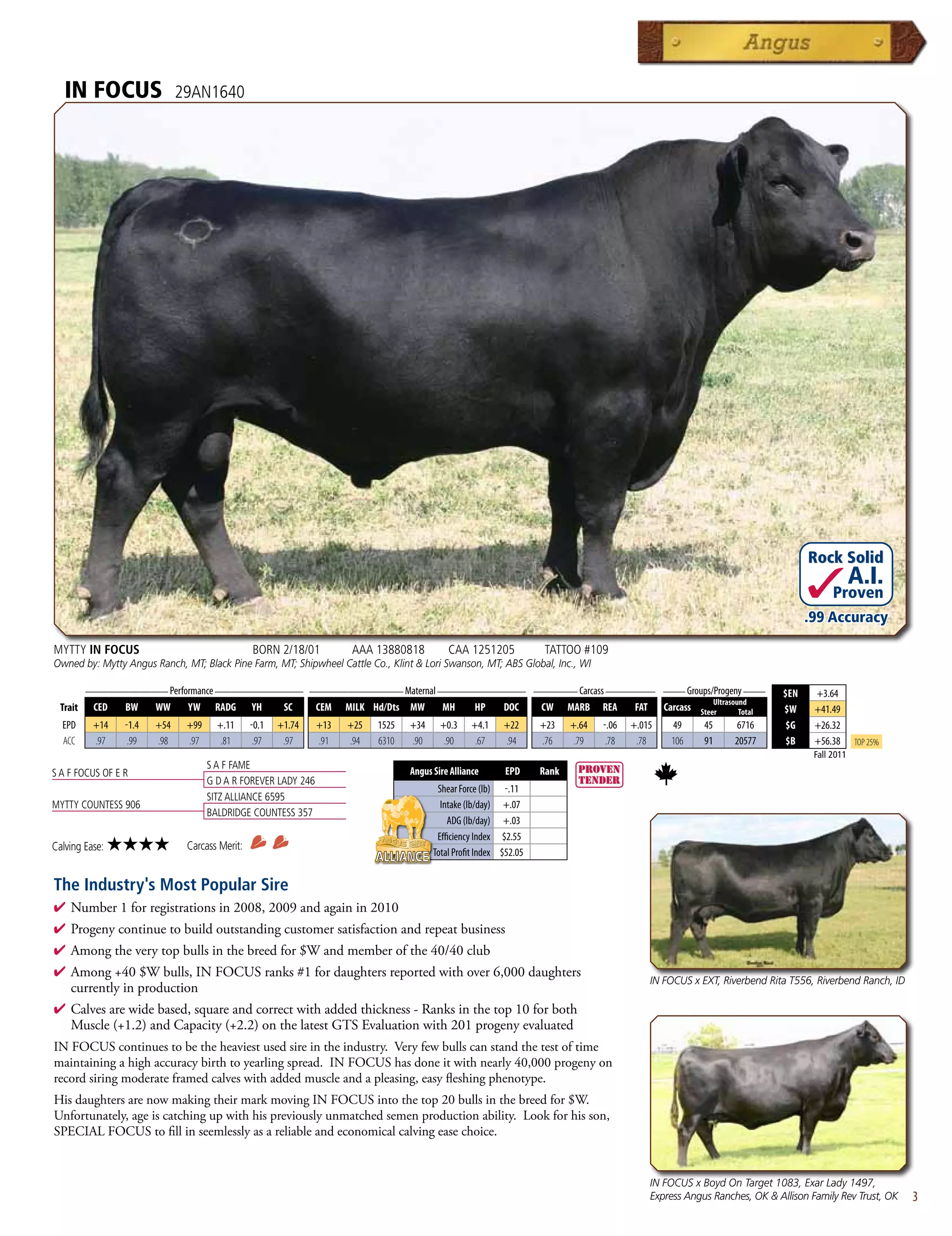 IN FOCUS                    29AN1640




                                                                                                                                                                                         Rock Solid
                                                                                                                                                                                                      A.I.
                                                                                                                                                                                               Proven
                                                                                                                                                                                         .99 Accuracy

MYTTY IN FOCUS                                   BORN 2/18/01           AAA 13880818          CAA 1251205              TATTOO #109
Owned by: Mytty Angus Ranch, MT; Black Pine Farm, MT; Shipwheel Cattle Co., Klint  Lori Swanson, MT; ABS Global, Inc., WI

          _______________ Performance ________________ _________________ Maternal ________________ ________ Carcass _________ ____ Groups/Progeny ____
                                                                                                                                                                                   $EN    +3.64
                                                                                                                                                                   Ultrasound
  Trait    CED    BW     WW     YW     RADG      YH      SC      CEM   MILK Hd/Dts MW       MH       HP      DOC      CW     MARB   REA     FAT      Carcass   Steer       Total   $W     +41.49
  EPD      +14    -1.4   +54    +99     +.11     -0.1   +1.74    +13   +25   1525   +34     +0.3    +4.1     +22      +23    +.64   -.06   +.015      49        45        6716      $G    +26.32
  ACC      .97     .99   .98    .97      .81      .97    .97     .91   .94   6310   .90      .90     .67     .94      .76     .79    .78    .78       106       91        20577     $B    +56.38      Top 25%
                                                                                                                                                                                          Fall 2011
                                      S A F FAME
S A F FOCUS OF E R                                                                  Angus Sire Alliance      EPD      Rank
                                      G D A R FOREVER LADY 246
                                                                                           Shear Force (lb) -.11
                                      SITZ ALLIANCE 6595
MYTTY COUNTESS 906                                                                          Intake (lb/day) +.07
                                      BALDRIDGE COUNTESS 357
                                                                                              ADG (lb/day) +.03
                                                                                           Efficiency Index $2.55
Calving Ease:   ★★★★            Carcass Merit:
                                                                                          Total Profit Index $52.05


The Industry's Most Popular Sire
4  umber1forregistrationsin2008,2009andagainin2010
  N
4 Progenycontinuetobuildoutstandingcustomersatisfactionandrepeatbusiness
4 Amongtheverytopbullsinthebreedfor$Wandmemberofthe40/40club
4 Among+40$Wbulls,INFOCUSranks#1fordaughtersreportedwithover6,000daughters
                                                                                                                                                  IN FOCUS x EXT, Riverbend Rita T556, Riverbend Ranch, ID
 currentlyinproduction
4 Calvesarewidebased,squareandcorrectwithaddedthickness-Ranksinthetop10forboth
 Muscle(+1.2)andCapacity(+2.2)onthelatestGTSEvaluationwith201progenyevaluated
INFOCUScontinuestobetheheaviestusedsireintheindustry.Veryfewbullscanstandthetestoftime
maintainingahighaccuracybirthtoyearlingspread.INFOCUShasdoneitwithnearly40,000progenyon
recordsiringmoderateframedcalveswithaddedmuscleandapleasing,easyfleshingphenotype.
HisdaughtersarenowmakingtheirmarkmovingINFOCUSintothetop20bullsinthebreedfor$W.
Unfortunately,ageiscatchingupwithhispreviouslyunmatchedsemenproductionability.Lookforhisson,
SPECIALFOCUStofillinseemlesslyasareliableandeconomicalcalvingeasechoice.


                                                                                                                                                  IN FOCUS x Boyd On Target 1083, Exar Lady 1497,
                                                                                                                                                  Express Angus Ranches, OK  Allison Family Rev Trust, OK      3
 