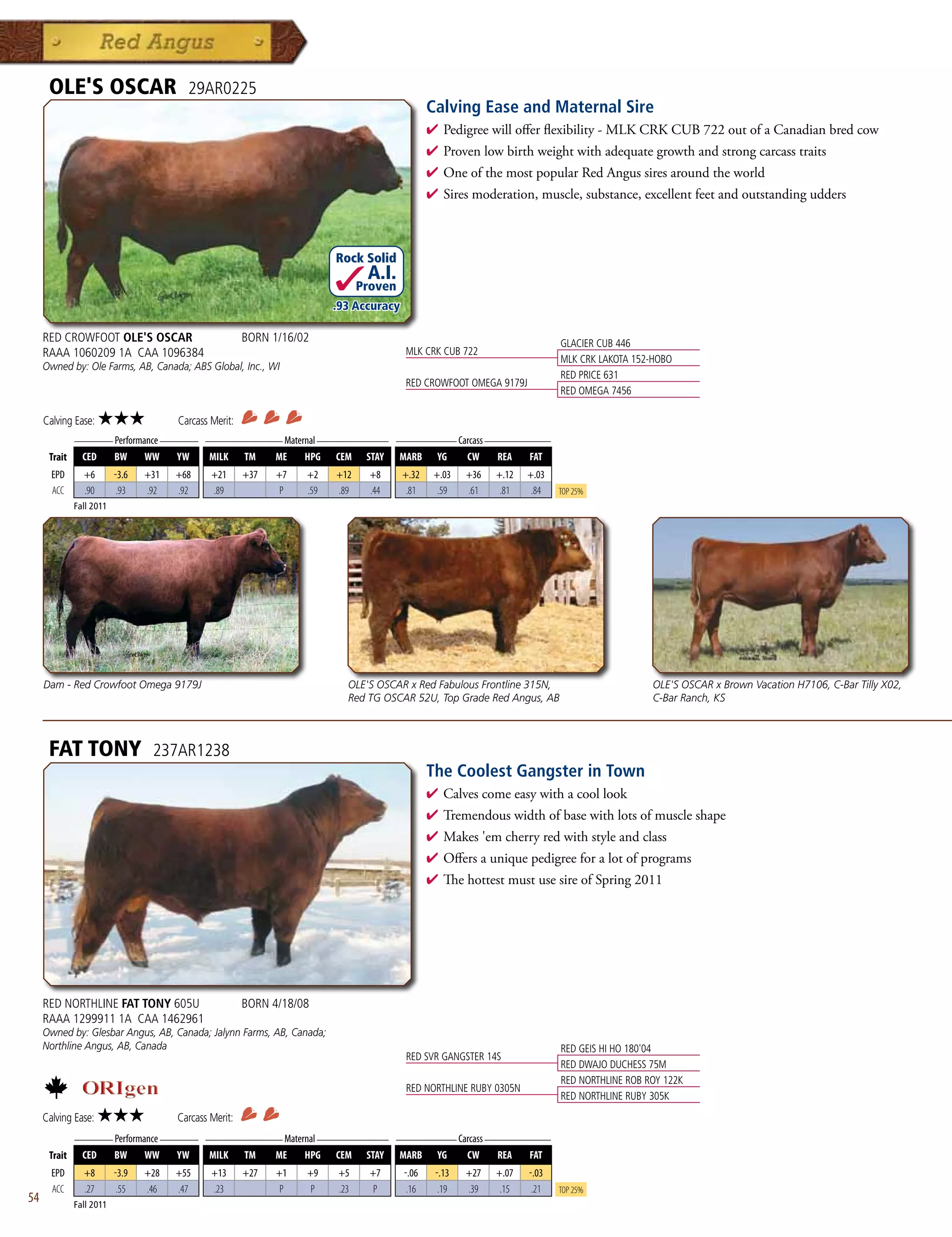 OLE'S OSCAR                        29AR0225
                                                                                               Calving Ease and Maternal Sire
                                                                                               4  edigreewillofferflexibility-MLKCRKCUB722outofaCanadianbredcow
                                                                                                 P
                                                                                               4 Provenlowbirthweightwithadequategrowthandstrongcarcasstraits
                                                                                               4 OneofthemostpopularRedAngussiresaroundtheworld
                                                                                               4 Siresmoderation,muscle,substance,excellentfeetandoutstandingudders



                                                                         Rock Solid
                                                                                A.I.
                                                                               Proven
                                                                         .93 Accuracy

     RED CROWFOOT OLE'S OSCAR                           BORN 1/16/02                                                       GLACIER CUB 446
     RAAA 1060209 1A CAA 1096384                                                         MLK CRK CUB 722
                                                                                                                           MLK CRK LAKOTA 152-HOBO
     Owned by: Ole Farms, AB, Canada; ABS Global, Inc., WI
                                                                                                                           RED PRICE 631
                                                                                         RED CROWFOOT OMEGA 9179J
                                                                                                                           RED OMEGA 7456

     Calving Ease:    ★★★              Carcass Merit:
           _______ Performance _______ ______________ Maternal _____________ ___________ Carcass ____________
      Trait CED    BW      WW     YW    MILK TM     ME     HPG CEM STAY MARB YG            CW      REA   FAT
       EPD      +6        -3.6   +31   +68     +21      +37   +7   +2    +12     +8     +.32    +.03   +36   +.12   +.03
       ACC      .90        .93   .92   .92     .89             p   .59   .89     .44     .81     .59   .61    .81    .84   Top 25%
              Fall 2011




     Dam - Red Crowfoot Omega 9179J                                        OLE'S OSCAR x Red Fabulous Frontline 315N,                         OLE'S OSCAR x Brown Vacation H7106, C-Bar Tilly X02,
                                                                           Red TG OSCAR 52U, Top Grade Red Angus, AB                          C-Bar Ranch, KS



      FAT TONY                    237AR1238
                                                                                               The Coolest Gangster in Town
                                                                                               4  alvescomeeasywithacoollook
                                                                                                 C
                                                                                               4 Tremendouswidthofbasewithlotsofmuscleshape
                                                                                               4 Makes'emcherryredwithstyleandclass
                                                                                               4 Offersauniquepedigreeforalotofprograms
                                                                                               4 ThehottestmustusesireofSpring2011




     RED NORTHLINE FAT TONY 605U                        BORN 4/18/08
     RAAA 1299911 1A CAA 1462961
     Owned by: Glesbar Angus, AB, Canada; Jalynn Farms, AB, Canada;
     Northline Angus, AB, Canada                                                                                           RED GEIS HI HO 180'04
                                                                                         RED SVR GANGSTER 14S
                                                                                                                           RED DWAJO DUCHESS 75M
                                                                                                                           RED NORTHLINE ROB ROY 122K
                                                                                         RED NORTHLINE RUBY 0305N
                                                                                                                           RED NORTHLINE RUBY 305K
     Calving Ease:    ★★★              Carcass Merit:
              _______ Performance _______ ______________ Maternal _____________ ___________ Carcass ____________
      Trait     CED       BW     WW    YW     MILK      TM    ME   HPG   CEM    STAY    MARB     YG    CW    REA    FAT
       EPD      +8        -3.9   +28   +55     +13      +27   +1   +9    +5      +7     -.06    -.13   +27   +.07   -.03
       ACC      .27        .55   .46   .47     .23             p    p    .23      p      .16     .19   .39    .15    .21   Top 25%
54            Fall 2011
 
