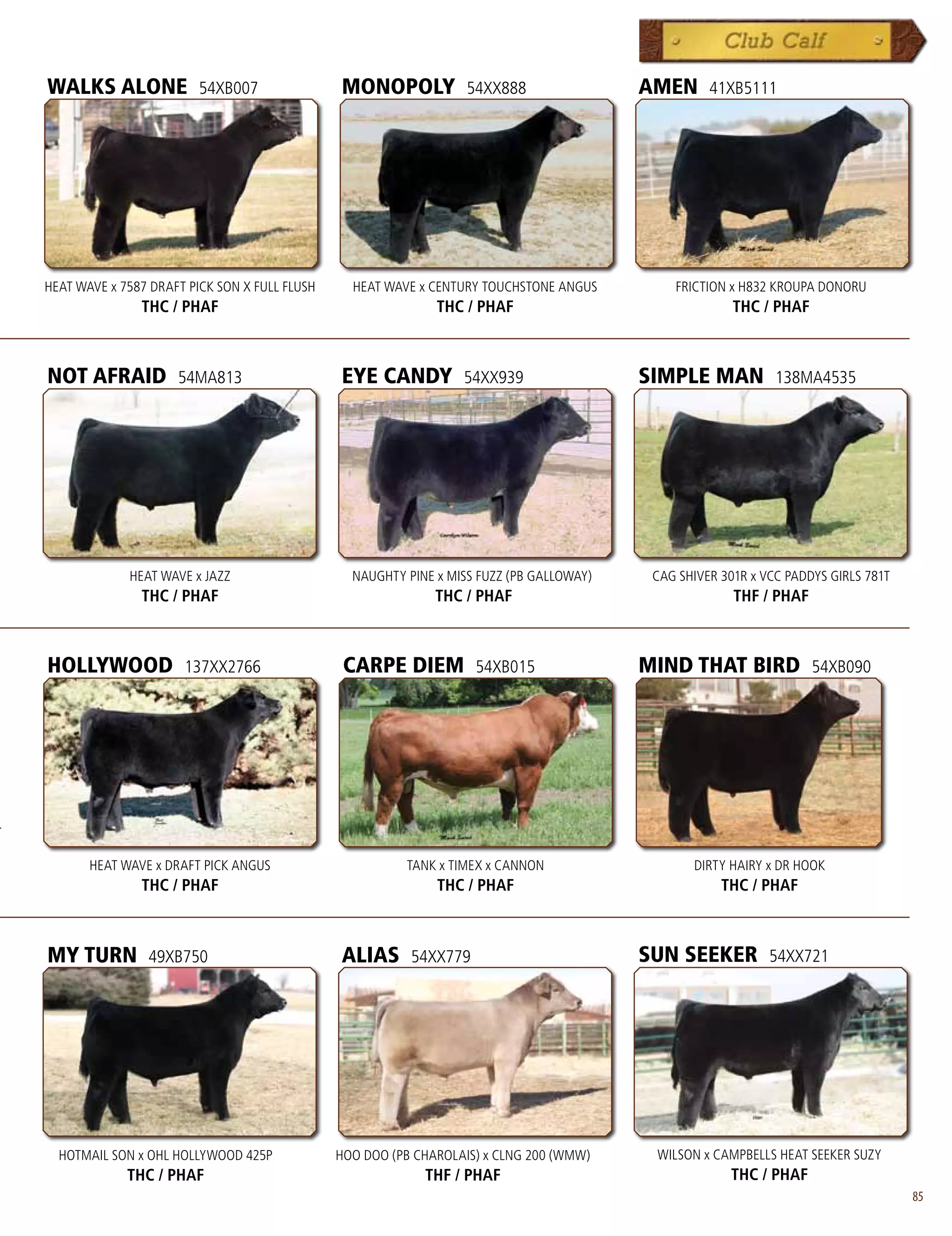 WALKS ALONE              54XB007               MONOPOLY            54XX888                AMEN      41XB5111




HEAT WAVE x 7587 DRAFT PICK SON X FULL FLUSH     HEAT WAVE x CENTURY TOUCHSTONE ANGUS         FRICTION x H832 KROUPA DONORU
               THC / PHAF                                     THC / PHAF                                THC / PHAF



NOT AFRAID           54MA813                   EYE CANDY          54XX939                 SIMPLE MAN           138MA4535




             HEAT WAVE x JAZZ                    NAUGHTY PINE x MISS FUZZ (PB GALLOWAY)    CAG SHIVER 301R x VCC PADDYS GIRLS 781T
               THC / PHAF                                     THC / PHAF                                THF / PHAF



HOLLYWOOD             137XX2766                 CARPE DIEM          54XB015               MIND THAT BIRD             54XB090




       HEAT WAVE x DRAFT PICK ANGUS                      TANK x TIMEX x CANNON                   DIRTY HAIRY x DR HOOK
               THC / PHAF                                     THC / PHAF                              THC / PHAF



MY TURN         49XB750                        ALIAS      54XX779                         SUN SEEKER          54XX721




  HOTMAIL SON x OHL HOLLYWOOD 425P             HOO DOO (PB CHAROLAIS) x CLNG 200 (WMW)     WILSON x CAMPBELLS HEAT SEEKER SUZY
             THC / PHAF                                     THF / PHAF                                 THC / PHAF
                                                                                                                                     85
 