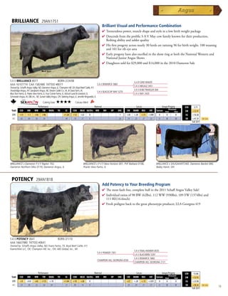 BRILLIANCE                        29AN1751
                                                                                                       Brilliant Visual and Performance Combination
                                                                                                       4  remendouspower,muscleshapeandstyleinalowbirthweightpackage
                                                                                                         T
                                                                                                       4 DescendsfromtheprolificSAVMaycowfamilyknownfortheirproduction,
                                                                                                        fleshingabilityandudderquality
                                                                                                       4 Hisfirstprogenyacrossnearly30herdsareratioing96forbirthweight,100weaning
                                                                                                        and101forribeyearea
                                                                                                       4 EarlyprogenyhavealsoexcelledintheshowringatboththeNationalWesternand
                                                                                                        NationalJuniorAngusShows
                                                                                                       4 Daughterssoldfor$29,000and$14,000inthe2010DameronSale




S A V BRILLIANCE 8077             BORN 2/24/08                                                                                          G A R GRID MAKER
AAA 16107774 CAA 1582480 TATTOO #8077                                                             S A V BISMARCK 5682
                                                                                                                                        S A V ABIGALE 0451
Owned by: Schaffs Angus Valley, ND; Dameron Angus, IL; Champion Hill, OH; Boyd Beef Cattle, KY;
Trowbridge Angus, NY; Sandpoint Angus, NE; Stream Cattle Co., IA; JK Davis Farm, IA;                                                    S A V 8180 TRAVELER 004
                                                                                                        S A V BLACKCAP MAY 5270
Blue Ston Farms, IL; Prairie View Farms, IL; Four Corner Farms, IL; Adcock Land  Livestock, IL;                                        S A V MAY 2420
Schroeder Angus, IA; DBL Inc., NE; Sunset Valley Angus, OH; Siebring Angus, IL; Jennifer Ringwelski, IL

                                    Calving Ease:   ★★★★                 Carcass Merit:
      _______________ Performance ________________ _________________ Maternal ________________ ________ Carcass _________ ____ Groups/Progeny ____
                                                                                                                                                                                    $EN    -2.71
                                                                                                                                      Ultrasound
 Trait CED   BW    WW      YW RADG YH         SC    CEM MILK Hd/Dts MW         MH    HP   DOC   CW MARB REA          FAT Carcass Steer        Total                                 $W    +32.91
  EPD     +13      -1.1    +56     +96                      +1.20     +12      +22        0                                -1     +26   +.20   +.51   +.040       0   0      8       $G   +16.58
  ACC     .42       .69    .56     .34                       .40      .14      .17        0                               .26     .19    .25    .27    .22        0   0     12       $B   +47.39      Top 25%
                                                                                                                                                                                          Fall 2011




BRILLIANCE x Dameron P V F Raptor 702,                                            BRILLIANCE x P V F New Horizon 001, PVF Barbara 0106,                       BRILLANCE x SAUGAHATCHEE, Dameron Bardot 080,
Dameron Northern Miss 0170, Dameron Angus, IL                                     Prairie View Farms, IL                                                      Bailey Harsh, OH



 POTENCY                     29AN1818
                                                                                                       Add Potency to Your Breeding Program
                                                                                                       4  emostfaultfree,completebullinthe2011SchaffAngusValleySale!
                                                                                                         Th
                                                                                                       4 Individualratiosof90BW(62lbs),112WW(930lbs),109YW(1374lbs)and
                                                                                                        111RE(16.6inch)
                                                                                                       4 Freshpedigreebacktothegreatphenotypeproducer,LLAGeorgina419




S A V POTENCY 0641                                   BORN 2/1/10
AAA 16607980 TATTOO #0641
Owned by: Schaffs Angus Valley, ND; Evans Farms, TX; Boyd Beef Cattle, KY;
Kiamichlink LLC, OK; Champion Hill, Inc., OH; ABS Global, Inc., WI
                                                                                                                                        S A V FINAL ANSWER 0035
                                                                                                  S A V PIONEER 7301
                                                                                                                                        S A V BLACKBIRD 5297
                                                                                                                                        S A V BISMARCK 5682
                                                                                                  CHAMPION HILL GEORGINA 6530
                                                                                                                                        CHAMPION HILL GEORGINA 2121


         _______________ Performance ________________ _________________ Maternal ________________ ________ Carcass _________ ____ Groups/Progeny ____
                                                                                                                                                                                    $EN   -13.68
                                                                                                                                         Ultrasound
 Trait    CED   BW    WW      YW RADG YH         SC    CEM MILK Hd/Dts MW         MH    HP   DOC   CW MARB REA          FAT Carcass Steer        Total                              $W    +32.92
  EPD      +9     +0.8     +65     +113     +.10            +1.04     +10      +28        0                                       +27   +.28   +.73   +.029       0   0     0        $G   +23.90
  ACC      .33     .38     .32      .34      .34             .31      .09      .14        0                                       .20    .29    .27    .27        0   0     0        $B   +58.26      Top 25%
                                                                                                                                                                                          Fall 2011
                                                                                                                                                                                                                13
 