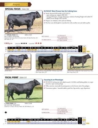 SPECIAL FOCUS                         29AN1790
                                                                                                 IN FOCUS' Most Proven Son for Calving Ease
                                                                                                 4  earlyidenticalEPDprofiletoINFOCUS
                                                                                                   N
                                                                                                   -supercalvingease,negativeBWEPD
                                                                                                   -strongperformance,strongerphenotype,moderateYearlingHeightwithaddedSC
                                                                                                   -addedCarcassWeight,REAand$B
                                                                                                 4 Progenyaremoderate,thickandeasyfleshing
                                                                                                 4 Hasfour-year-olddaughtersinproductionwithexcellentteatandudderquality




    B P F SPECIAL FOCUS 504                       BORN 1/16/05                                                             S A F FOCUS OF E R
    AAA 15140670 TATTOO #504                                                               MYTTY IN FOCUS
                                                                                                                           MYTTY COUNTESS 906
    Owned by: Basin Angus Ranch, MT; Vinson Ranch, MT; Black Pine Farm, MT;
    ABS Global, Inc., WI                                                                                                   J R SOMETHING SPECIAL
                                                                                           B P F BLACK CASH 341
                                                                                                                           B P F BLACK CASH 944

                           Calving Ease:   ★★★★              Carcass Merit:
          _______________ Performance ________________ _________________ Maternal ________________ ________ Carcass _________ ____ Groups/Progeny ____
                                                                                                                                                                        $EN     -8.00
                                                                                                                                          Ultrasound
     Trait CED   BW    WW      YW RADG YH         SC    CEM MILK Hd/Dts MW         MH    HP   DOC   CW MARB REA          FAT Carcass Steer        Total                 $W     +32.45
     EPD      +14   -1.8   +51    +95      +.14   -0.4   +1.05     +14        +29    6    I+55   I+0.7        -12   +30   +.67   +.33   +.012      0    0      57        $G    +31.90
     ACC      .66    .84   .76    .71       .26    .73    .69      .36        .44   .33    .05    .05         .68   .26    .35    .39    .33       0    0      192       $B    +64.90     Top 25%
                                                                                                                                                                              Fall 2011




    SPECIAL FOCUS                                                               SPECIAL FOCUS x YELLOWSTONE 116P, Basin Joyce 6578,             SPECIAL FOCUS x EXAR 263C, Basin Special Focus 330X,
                                                                                Basin Angus Ranch, MT                                           Basin Angus Ranch, MT



     FOCAL POINT                     29AN1777
                                                                                                 Focusing In on Phenotype
                                                                                                 4  NFOCUScalvingeasewithaddedmuscle(116REA)andfleshingabilityinasuper
                                                                                                   I
                                                                                                   attractive,supersoundpackage
                                                                                                 4 Offersoutcross,maternallyfocusedgeneticsonthebottomsideofhispedigree
                                                                                                 4 Conveniencegalore-beautifuludders,goodfeet,bigtesticles,superdisposition




    KG FOCAL POINT 8100                           BORN 1/25/08
    AAA 16227166 TATTOO #8100
    Owned by: K G Ranch, MT; Bar 33 Ranch, ND; ABS Global, Inc., WI
                                                                                                                           S A F FOCUS OF E R
                                                                                           MYTTY IN FOCUS
                                                                                                                           MYTTY COUNTESS 906
                                                                                                                           KG 5594 TRAVELER 3020
                                                                                           KG PRINCESS 6304
                                                                                                                           KG PRINCESS 1149


            _______________ Performance ________________ _________________ Maternal ________________ ________ Carcass _________ ____ Groups/Progeny ____
                                                                                                                                                                       $EN     -7.37
                                                                                                                                            Ultrasound
    Trait    CED   BW    WW      YW RADG YH         SC    CEM MILK Hd/Dts MW         MH    HP   DOC   CW MARB REA          FAT Carcass Steer        Total              $W     +29.89
     EPD     +10    -1.2   +55   +105                    +1.80    +9      +24       0                               +25   +.41   +.18   +.036      0    0      1        $G    +20.21
     ACC     .30     .37   .29    .29                     .35     .18     .20       0                               .19    .23    .26    .21       0    0      1        $B    +52.67      Top 25%
2                                                                                                                                                                             Fall 2011
 