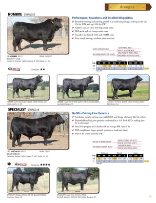 HOMBRE                 29BN0020
                                                                                       Performance, Soundness and Excellent Disposition
                                                                                       4  owerfulweaningandyearlinggrowthinamoderatepackage,rankinginthetop
                                                                                         P
                                                                                         3%forWWandtop10%forYW
                                                                                       4 Additivecarcassvaluewithbigscrotalvalue
                                                                                       4 Willworkwelloncleanermadecows
                                                                                       4 Tracedtothefamed416Eand541H8cows
                                                                                       4 Verysoundmoving,excellentjointstructure



                                                                                                                                                          ALI OF BRINKS 209J2
                                                                                                                  SUHNS AFFIRMED 416N4
                                                                                                                                                          MISS CC NEWS DAY 416E
                                                                                                                                                          BRIGHT SIDE OF BRINKS 789G5
                                                                                                                  MISS BRINKS BRIGHT SIDE 541K28
CB HOMBRE 541T3                                    BORN 10/30/07                                                                                          MISS BRINKS HEAVY DUTY 541E8
IBBA R10112338                                                                                                           _____ Performance ____ _____ Maternal _____    ______ Carcass ______
Owned by: Southern Cattle Company, FL; ABS Global, Inc., WI
                                                                                                                 Trait     BW          WW     YW   MILK   TM     SC      REA    %IMF     FAT
                                                                                                                  EPD      +3.2        +44.0 +68.0 +14.0 +36.0   +1.5    +.35   +.03   +.015
                                                                                                                  ACC       .62         .50   .41   .20           .25     .37    .29    .35
                                   Calving Ease:   ★★                                                                    Spring 2011
                                                                                                                                                                                                Top 25%




HOMBRE x CCC Newsmaker 192G3, CB Ms Hombre 2X2,                    HOMBRE x Lead Gun of Brinks 222K14, CB Ms Hombre 692W,                   Hombre x SG Tonto 820H7, CB Ms Hombre 392X3,
Yates Ranch LLC, NC                                                Cavender Brangus, TX                                                     Mike Burke, GA


 SPECIALIST                   29BN0018
                                                                                       No Miss Calving Ease Genetics
                                                                                       4  ombinesmuscle,calvingease,addedIMFandforageefficiencylikefewothers
                                                                                         C
                                                                                       4 Dependablecalvingeasegeneticsconfirmedbya-6.0BirthEPD,rankinghim
                                                                                        #2inthebreed
                                                                                       4 Sired110progenyin16herdswithanaverageBWratioof94
                                                                                       4 Willcomplimentbiggergrowthgeneticstomoderateframe
                                                                                       4 Damis#1inthebreedforBW

                                                                                                                                                          BRINKS CC NEWS DAY 661C2
                                                                                                                  BEST BET OF BRINKS 535H38
                                                                                                                                                          MISS BB NEW TYSON 535B15
                                                                                                                                                          TROOPER OF BRINKS
                                                                                                                  MISS BRINKS TROOPER 392F53
                                                                                                                                                          MISS BB NEW HOTLINE 392C2
CRC SPECIALIST 392T2                               BORN 2/5/07                                                           _____ Performance ____ _____ Maternal _____    ______ Carcass ______
IBBA R10084741
Owned by: Southern Cattle Company, FL; ABS Global, Inc., WI                                                      Trait     BW     WW       YW MILK TM            SC      REA    %IMF     FAT
                                                                                                                  EPD      -6.0        +18.0 +42.0 +18.0 +27.0   +0.5    +.32   +.19   +.009
                                                                                                                  ACC       .72         .60   .50   .23           .27     .46    .36    .43     Top 25%
                                                                                                                         Spring 2011
                                   Calving Ease:   ★★★★




SPECIALIST x Trooper of Brinks, Ms CRC Specialist 535X28,          SPECIALIST x Lead Time of Brinks 795J4,
Augustus Gosha, AR                                                 Ms DMR Specialist 302X14, Platte Valley Brangus, NE                                                                                    51
 