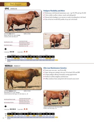 EPIC            29AR0236
                                                                                                 Pedigree Flexibility and More
                                                                                                 4  erformancewithloweredmaintenancecosts-top5%YWandtop2%ME
                                                                                                   P
                                                                                                 4 Calvesexhibitexcellentvolume,muscleandsolidgrowth
                                                                                                 4 Paternalsideofpedigreeisanoutcrosstonearlyeverythingelseinthebreed
                                                                                                 4 OneofthebestoverallEPDprofilesofanysireinthebreed




     BECKTON EPIC R397 K                                BORN 3/19/05
     RAAA 1042135 1A CAA 1579486
     Owned by: Milk Creek Reds, MT



                                             BECKTON EPIC D404
     BECKTON EPIC K F075
                                             BECKTON BELGA D483 KR
                                             BECKTON JULIAN GG B571
     BECKTON KIT F468 JL
                                             BECKTON KIT A517 NP


                                                                                                 EPIC
     Calving Ease:    ★★★              Carcass Merit:

              _______ Performance _______ ______________ Maternal _____________ ___________ Carcass ____________
      Trait     CED       BW     WW    YW      MILK     TM    ME      HPG   CEM   STAY   MARB   YG      CW    REA    FAT
       EPD      +7        -0.6   +49   +93      +12     +36    -8     +12   +5    +15    +.13   +.11    +55   +.30   +.05
       ACC      .64        .77   .72   .72      .61           .18     .42   .62   .28     .45    .42    .54    .44    .53   Top 25%
              Fall 2011



      NEBULA                     29AR0231
                                                                                                 Elite Low Maintenance Genetics
                                                                                                 4  oweryourcowcosts-top2%forME
                                                                                                   L
                                                                                                 4 Supercalvingeaserankinginthetop1%forbothCEDandBW
                                                                                                 4 Uniquepedigreeofferingtremendousmatingopportunities
                                                                                                 4 Producesexcellentdaughtersandherdsires
                                                                                                 4 Offersmoderateframeandgrowthwithincreasedcarcassmerit




     BECKTON NEBULA M045                                BORN 2/19/02
     RAAA 854775 1A CAA 1582669
     Owned by:Beckton Red Angus, WY; ABS Global, Inc., WI



                                             BECKTON NEPTUNE RR B284
     BECKTON NEPTUNE R2 K065
                                             BECKTON LANA C735 TP
                                             BECKTON JULIAN GG B571
     BECKTON BELGA K285 JL
                                             BECKTON BELGA G493 HR


                                                                                                 NEBULA x LANCER, BUF CRK Pineta W080,
                                                                                                 Buffalo Creek Red Angus, WY
     Calving Ease:    ★★★★             Carcass Merit:

              _______ Performance _______ ______________ Maternal _____________ ___________ Carcass ____________
      Trait     CED       BW     WW    YW      MILK     TM    ME      HPG   CEM   STAY   MARB   YG      CW    REA    FAT
       EPD      +20       -7.0   +26   +59      +12     +25    -8     +7    +7    +10    +.27   +.16    +26   -.28   +.05
       ACC      .81        .88   .85   .86      .79           .58     .66   .79   .29     .77    .57    .59    .75    .80   Top 25%
52            Fall 2011
 