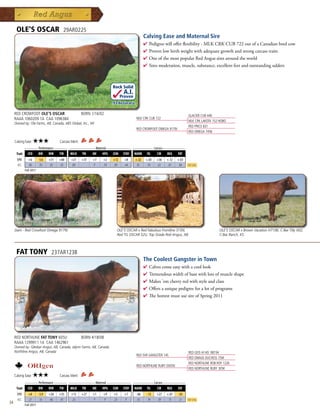 OLE'S OSCAR                        29AR0225
                                                                                               Calving Ease and Maternal Sire
                                                                                               4  edigreewillofferflexibility-MLKCRKCUB722outofaCanadianbredcow
                                                                                                 P
                                                                                               4 Provenlowbirthweightwithadequategrowthandstrongcarcasstraits
                                                                                               4 OneofthemostpopularRedAngussiresaroundtheworld
                                                                                               4 Siresmoderation,muscle,substance,excellentfeetandoutstandingudders



                                                                         Rock Solid
                                                                                A.I.
                                                                               Proven
                                                                         .93 Accuracy

     RED CROWFOOT OLE'S OSCAR                           BORN 1/16/02                                                       GLACIER CUB 446
     RAAA 1060209 1A CAA 1096384                                                         MLK CRK CUB 722
                                                                                                                           MLK CRK LAKOTA 152-HOBO
     Owned by: Ole Farms, AB, Canada; ABS Global, Inc., WI
                                                                                                                           RED PRICE 631
                                                                                         RED CROWFOOT OMEGA 9179J
                                                                                                                           RED OMEGA 7456

     Calving Ease:    ★★★              Carcass Merit:
           _______ Performance _______ ______________ Maternal _____________ ___________ Carcass ____________
      Trait CED    BW      WW     YW    MILK TM     ME     HPG CEM STAY MARB YG            CW      REA   FAT
       EPD      +6        -3.6   +31   +68     +21      +37   +7   +2    +12     +8     +.32    +.03   +36   +.12   +.03
       ACC      .90        .93   .92   .92     .89             p   .59   .89     .44     .81     .59   .61    .81    .84   Top 25%
              Fall 2011




     Dam - Red Crowfoot Omega 9179J                                        OLE'S OSCAR x Red Fabulous Frontline 315N,                         OLE'S OSCAR x Brown Vacation H7106, C-Bar Tilly X02,
                                                                           Red TG OSCAR 52U, Top Grade Red Angus, AB                          C-Bar Ranch, KS



      FAT TONY                    237AR1238
                                                                                               The Coolest Gangster in Town
                                                                                               4  alvescomeeasywithacoollook
                                                                                                 C
                                                                                               4 Tremendouswidthofbasewithlotsofmuscleshape
                                                                                               4 Makes'emcherryredwithstyleandclass
                                                                                               4 Offersauniquepedigreeforalotofprograms
                                                                                               4 ThehottestmustusesireofSpring2011




     RED NORTHLINE FAT TONY 605U                        BORN 4/18/08
     RAAA 1299911 1A CAA 1462961
     Owned by: Glesbar Angus, AB, Canada; Jalynn Farms, AB, Canada;
     Northline Angus, AB, Canada                                                                                           RED GEIS HI HO 180'04
                                                                                         RED SVR GANGSTER 14S
                                                                                                                           RED DWAJO DUCHESS 75M
                                                                                                                           RED NORTHLINE ROB ROY 122K
                                                                                         RED NORTHLINE RUBY 0305N
                                                                                                                           RED NORTHLINE RUBY 305K
     Calving Ease:    ★★★              Carcass Merit:
              _______ Performance _______ ______________ Maternal _____________ ___________ Carcass ____________
      Trait     CED       BW     WW    YW     MILK      TM    ME   HPG   CEM    STAY    MARB     YG    CW    REA    FAT
       EPD      +8        -3.9   +28   +55     +13      +27   +1   +9    +5      +7     -.06    -.13   +27   +.07   -.03
       ACC      .27        .55   .46   .47     .23             p    p    .23      p      .16     .19   .39    .15    .21   Top 25%
54            Fall 2011
 
