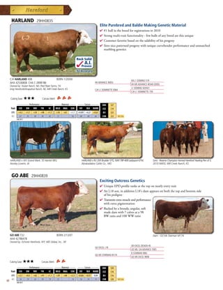 HARLAND                    29HH0835
                                                                                                  Elite Purebred and Baldie Making Genetic Material
                                                                                                  4  1bullinthebreedforregistrationsin2010
                                                                                                    #
                                                                                                  4 Strongmulti-traitfunctionality-fewbullsofanybreedarethisunique
                                                                                                  4 Customerfavoritebasedonthesalabilityofhisprogeny
                                                                                                  4 Siresnicepatternedprogenywithuniquecurvebenderperformanceandunmatched
                                                                                                   marblinggenetics

                                                                          Rock Solid
                                                                                A.I.
                                                                              Proven
                                                                          .92 Accuracy

     CJH HARLAND 408                                   BORN 1/20/04                                                          KB L1 DOMINO 519
     AHA 42536808 CHA C 2898186                                                            HH ADVANCE 9005J
                                                                                                                             HH MS ADVANCE 4054D (DOD)
     Owned by: Stuber Ranch, ND; Pied Piper Farms, TX;
     Imig Herefords/Arapahoe Ranch, NE; Mill Creek Ranch, KS                                                                 L1 DOMINO 920501
                                                                                           CJH L1 DOMINETTE 0064
                                                                                                                             CJH L1 DOMINETTE 759

     Calving Ease:      ★★★           Carcass Merit:
            _________ Performance __________ _____ Maternal _____ _____ Carcass ______
                                                                                                    BMI   $27
      Trait CED    BW      WW      YW    SC   MILK MG CEM         FAT    REA MARB                  CEZ   $19
      EPD     +4.3      +1.7   +54   +98   +1.7        +34   +61   +1.7    +0.097 +0.27 +0.61       BII   $23
      ACC      .67       .92   .90   .90    .82        .72          .56     .68    .68   .66        CHB   $33      Top 25%
            Fall 2011




     HARLAND x WS Grand Mark, SS Harriet 06V,                                 HARLAND x RU 20X Boulder 57G, NJW 78P 408 Ladysport 67W,          Sons - Reserve Champion Horned Hereford Yearling Pen of 3,
     Ainsley Loverin, IA                                                      Abrakadabra Cattle Co., MO                                        2010 NWSS, Mill Creek Ranch, KS



      GO ABE                   29HH0839
                                                                                                  Exciting Outcross Genetics
                                                                                                  4  niqueEPDprofileranksatthetoponnearlyeverytrait
                                                                                                    U
                                                                                                  4 AnL18son,inadditionL18'sdamappearsonboththetopandbottomside
                                                                                                   ofhispedigree
                                                                                                  4 Transmitsextramuscleandperformance
                                                                                                   withextrapigmentation
                                                                                                  4 Backedbyabroody,angular,soft
                                                                                                   madedamwith7calvesata98
                                                                                                   BWratioand108WWratio




     GO ABE T32                                        BORN 2/13/07                                                                             Dam - GO Ms Starman M174
     AHA 42786478
     Owned by: Ochsner Herefords, WY; ABS Global, Inc., WI
                                                                                                                             DD EXCEL DESIGN 40
                                                                                           GO EXCEL L18
                                                                                                                             GO MS 124 ADVANCE 7005
                                                                                                                             B STARMAN 906J
                                                                                           GO MS STARMAN M174
                                                                                                                             GO MS EXCEL 9006
     Calving Ease:   ★★★             Carcass Merit:
            _________ Performance __________ _____ Maternal _____ _____ Carcass ______
                                                                                                    BMI   $20
      Trait CED    BW      WW      YW    SC   MILK MG CEM         FAT    REA MARB                  CEZ   $18
      EPD     +3.7      +0.4   +62   +91   +1.1        +29   +60   +2.3    -0.026 +0.57   -0.04     BII   $16
      ACC      .16       .74   .63   .59    .19        .23          .14      .16   .24     .14      CHB   $30      Top 25%
60          Fall 2011
 