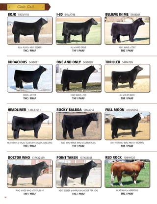 BOJO      54CM118                            I-80   54MA798                            BELIEVE IN ME       54XB084




               ALI x ALIAS x HEAT SEEKER                      ALI x HARD DRIVE                       HEAT WAVE x 7587
                    THC / PHAF                                 THF / PHAF                              THC / PHAF



     BODACIOUS            54XB081                 ONE AND ONLY            54XB070           THRILLER    54MA799




                    BOJO x MEYER                              HEAT WAVE x 109                         ALI x HEAT WAVE
                    THC / PHAF                                 THF / PHAF                              THF / PHAF



     HEADLINER           138CA3511                ROCKY BALBOA             54MA752          FULL MOON       41CM5056




     HEAT WAVE x HAZEL (CENTURY TOUCHSTONE)(AN)      ALI x WHO MADE WHO x COMMERCIAL          DIRTY HAIRY x WAG PRETTY WOMAN
                    THC / PHAF                                 THF / PHAF                              THF / PHAF



     DOCTOR WHO              137XX2459            POINT TAKEN          137XX3048            RED ROCK     109HH520




            WHO MADE WHO x TOTAL PLAY              HEAT SEEKER x WHIPLASH (MEYER 734 SON)          HEAT WAVE x HEREFORD
                    THF / PHAF                                 THC / PHAF                              THC / PHAF
86
 