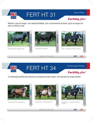 FERT HT 31
                                                                                                                                         Leite a Pasto




Mantém o grau de sangue com elevada fertilidade, sem o inconveniente de elevar o grau de sangue hol-
stein ou retornar ao gir.

                                          FEITICEIRO 5/8




                                                                                                                                                            TORPEDO 3/4
                                                                                                  HÉCULES 5/8
Muita força leiteira e pelagem escura                      Padronização e força leiteira                        Bolton x Quartinha (22.000 kg – 365 dias)




                                         FERT HT 34
                                                                                                                           Combinação Perfeita




A combinação perfeita para rebanhos de produção de leite a pasto, com alto grau de sangue holstein.



                                                                                                                                                            TORPEDO (3/4)
                                          CASTELO




                                                                                                  ORIZ




Provado para leite e excelentes úberes                     Temperamento e caracterização racial                 Torpedo Bolton x Quartinha (22.000 kg –
                                                                                                                365 dias)
 