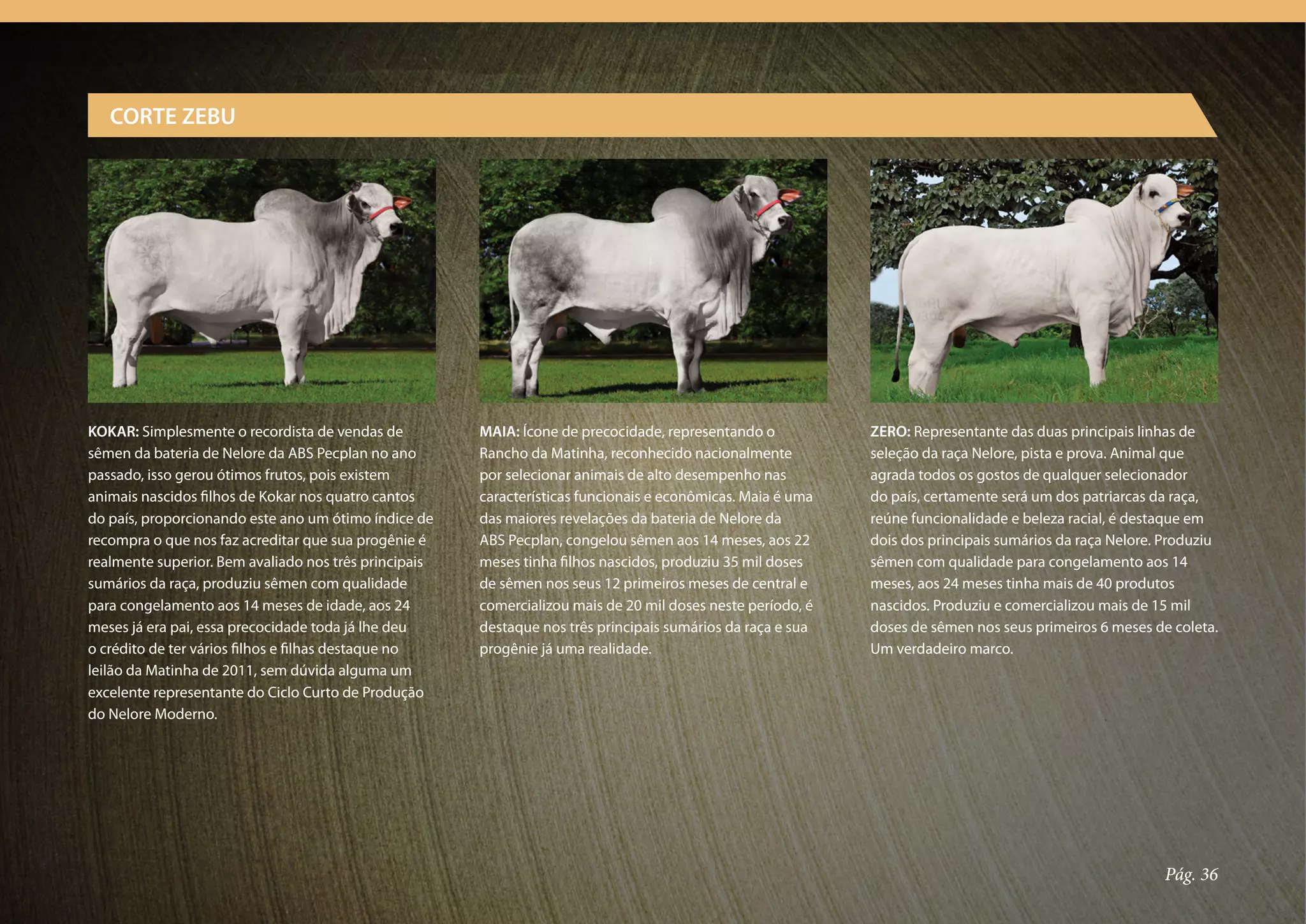 CORTE ZEBU




KOKAR: Simplesmente o recordista de vendas de          MAIA: Ícone de precocidade, representando o           ZERO: Representante das duas principais linhas de
sêmen da bateria de Nelore da ABS Pecplan no ano       Rancho da Matinha, reconhecido nacionalmente          seleção da raça Nelore, pista e prova. Animal que
passado, isso gerou ótimos frutos, pois existem        por selecionar animais de alto desempenho nas         agrada todos os gostos de qualquer selecionador
animais nascidos filhos de Kokar nos quatro cantos     características funcionais e econômicas. Maia é uma   do país, certamente será um dos patriarcas da raça,
do país, proporcionando este ano um ótimo índice de    das maiores revelações da bateria de Nelore da        reúne funcionalidade e beleza racial, é destaque em
recompra o que nos faz acreditar que sua progênie é    ABS Pecplan, congelou sêmen aos 14 meses, aos 22      dois dos principais sumários da raça Nelore. Produziu
realmente superior. Bem avaliado nos três principais   meses tinha filhos nascidos, produziu 35 mil doses    sêmen com qualidade para congelamento aos 14
sumários da raça, produziu sêmen com qualidade         de sêmen nos seus 12 primeiros meses de central e     meses, aos 24 meses tinha mais de 40 produtos
para congelamento aos 14 meses de idade, aos 24        comercializou mais de 20 mil doses neste período, é   nascidos. Produziu e comercializou mais de 15 mil
meses já era pai, essa precocidade toda já lhe deu     destaque nos três principais sumários da raça e sua   doses de sêmen nos seus primeiros 6 meses de coleta.
o crédito de ter vários filhos e filhas destaque no    progênie já uma realidade.                            Um verdadeiro marco.
leilão da Matinha de 2011, sem dúvida alguma um
excelente representante do Ciclo Curto de Produção
do Nelore Moderno.




                                                                                                                                                         Pág. 36
 