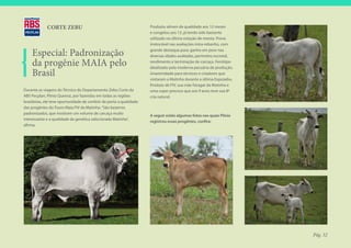 CORTE ZEBU                                               Produziu sêmen de qualidade aos 12 meses
                                                                      e congelou aos 13, já tendo sido bastante
                                                                      utilizado na última estação de monta. Prova
                                                                      irretocável nas avaliações intra-rebanho, com

    Especial: Padronização                                            grande destaque para: ganho em peso nas
                                                                      diversas idades avaliadas, perímetro escrotal,

    da progênie MAIA pelo                                             rendimento e terminação de carcaça. Fenótipo
                                                                      idealizado pela moderna pecuária de produção.
    Brasil                                                            Unanimidade para técnicos e criadores que
                                                                      visitaram a Matinha durante a última Expozebu.
                                                                      Produto de FIV, sua mãe Faragat da Matinha é
Durante as viagens do Técnico do Departamento Zebu Corte da           uma super precoce que aos 9 anos teve sua 8ª
ABS Pecplan, Plínio Queiroz, por fazendas em todas as regiões         cria natural.
brasileiras, ele teve oportunidade de conferir de perto a qualidade
das progênies do Touro Maia FIV da Matinha. “São bezerros
padronizados, que mostram um volume de carcaça muito
                                                                      A seguir estão algumas fotos nas quais Plínio
interessante e a qualidade da genética selecionada Matinha”,
                                                                      registrou essas progênies, confira:
afirma.




                                                                                                                       Pág. 32
 