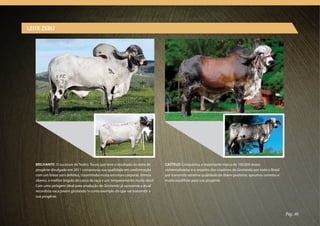 LEITE ZEBU




   BRILHANTE: O sucessor de Teatro. Touro que teve o resultado do teste de    CASTELO: Conquistou a importante marca de 100.000 doses
   progênie divulgado em 2011 comprovou sua qualidade em conformação          comercializadas e o respeito dos criadores de Girolando por todo o Brasil
   com um linear sem defeitos, trasmitindo muita estrutura corporal, ótimos   por transmitir extrema qualidade de úbere posterior, aprumos corretos e
   úberes, o melhor ângulo de casco da raça e um temperamento muito dócil.    muito equilíbrio para sua progênie.
   Com uma pelagem ideal para produção de Girolando já apresenta a atual
   recordista vaca jovem girolando ¼ como exemplo do que vai transmitir a
   sua progênie.



                                                                                                                                                          Pág. 40
 
