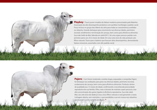 Playboy : Touro jovem modelo do Nelore moderno preconizado pela Matinha.
Associação de alto desempenho produtivo com perfeita morfologia e padrão racial.
Ficou incluso no grupo dos líderes da safra para todas as características avaliadas
no rebanho. Grande destaque para crescimento nas diversas idades, perímetro
escrotal, rendimento e terminação de carcaça, bem como para eficiência alimentar.
Sua mãe Hatik da Mat. falecida em abril/2011, foi uma super precoce padrão com
primeiro parto aos 25,5 meses de idade. Em seus sete anos de vida produziu seis
filhos naturais. Touro para criadores que buscam altos desempenhos, demandando
baixos consumos, associados com alto padrão racial.




                                                                                      Pág. 00




Pajero:     Com frame moderado, costelas largas, arqueadas e compridas Pajero
foi destaque nas avaliações para peso nas diversas idades, perímetro escrotal,
acabamento de carcaça, bem como para eficiência alimentar. Produziu sêmen
de qualidade aos 12 meses de idade, confirmando a reconhecida precocidade
reprodutiva de sua família. Filho, neto e bisneto de matrizes super precoces, traz
alta concentração dos genes ligados à eficiência reprodutiva. Sua mãe Jaket
Mat. aos sete anos de idade já criou cinco filhos naturais e está gestando o sexto.
Linhagem aberta, sem restrições, o que possibilita o uso em massa nos rebanhos
que buscam o ciclo curto de produção.

                                                                                      Pág. 29
 