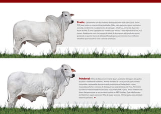 Prado: Certamente um dos maiores destaques entre toda safra 2010. Touro
TOP para todas as características avaliadas. Líder para ganho em peso, perímetro
escrotal, rendimento e acabamento de carcaça e eficiência alimentar. Sua mãe
Kayat da Mat. É uma superprecoce modelo que iniciou a vida reprodutiva aos 24,3
meses. Atualmente com cinco anos de idade já desmamou três produtos e está
gestando o quarto. Touro de alta qualificação para uso intensivo nos melhores
rebanhos que buscam o ciclo curto de produção.




  Ponderal:       Filho do Macuni em matriz Quark, portanto linhagens de ganho
  de peso e habilidade materna. Animal modelo de carcaça atual com costelas
  compridas e arqueadas demonstrando muita precocidade aliado a uma
  musculatura forte e convexa. É destaque nas características de Peso, Perímetro
  Escrotral e Produtividade Acumulada no Sumário ANCP 2012. Irmão materno do
  touro Narayama que se encontra em coleta na ABS Pecplan.- Sua mãe Kamara
  da Matinha é super precoce e filha de super precoce. Ótima opção para produzir
  bezerros pesados.




                                                                                   Pág. 31
 
