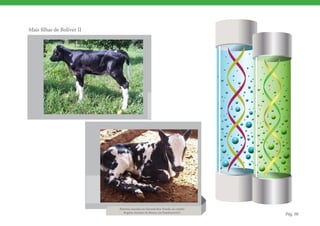 Mais filhas de Boliver II




                            Bezerras nascidas na Fazenda Boa Vereda, do criador
                               Rogério Antonio de Moura, em Itumbiara/GO.
                                                                                  Pág. 08
 