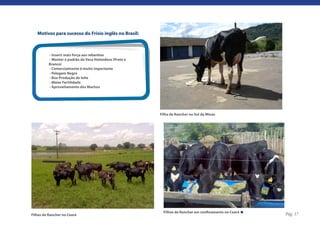 Motivos para sucesso do Frísio inglês no Brasil:



          - Inserir mais força aos rebanhos
          - Manter o padrão da Vaca Holandesa (Preto e
          Branco)
          - Comercialmente é muito importante
          - Pelagem Negra
          - Boa Produção de leite
          - Maior Fertilidade
          - Aproveitamento dos Machos




                                                         Filha de Rancher no Sul da Minas




                                                           Filhos de Rancher em confinamento no Ceará
Filhas de Rancher no Ceará                                                                              Pág. 17
 