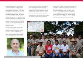 Durante a ExpoZebu, uma das épocas mais            muito famosos como o Big Ben, Inca, Ludy, Idílio.   animais bonitos, mas em condição de coleta. “A gente dá
de maior movimento na Central, a equipe            Alguns chegam estressados das exposições e          capim, feno, silagem, ração e vitaminas que ajudam na
recebe e acompanha mais de 50 grupos por           amansam aqui. Alguns touros não têm jeito não,      produção e qualidade do sêmen. Antigamente também
dia, muitas vezes até anoitecer. “Já teve dia da   são bravos mesmo como o Navarro e o Confete,        tinha cenoura e abóbora... coisa mais bonita era ver
gente iluminar o touro com a lanterna porque       se bobeasse eles corriam e pegavam a gente”, ri     o Ladu vir comer a abóbora picada na mão da gente,
o cliente queria ver. E quando um criador vê       Osmar A. Júnior, coordenador do laboratório.        na cerca do piquete”, lembra “seo Afrânio”, 26 anos de
o animal pessoalmente, bonito, bem cuidado,                                                            Central ABS Pecplan. Graças a esse “paparico”, alguns
                                                   Os cuidados com o bem estar dos touros incluem
quase sempre fica impressionado, algumas                                                               touros já bateram recorde: Big Ben com mais de 2.000
                                                   uma alimentação balanceada para manter os
vezes faz até mudanças na compra. É um prazer                                                          doses por coleta, Galante com mais de 1.400.
pra gente quando as pessoas perguntam sobre
os touros e tomam decisões melhores porque
ajudamos a encontrar exatamente o que elas
queriam”, comenta Carlos Júnior, filho do “seo       A gente gosta mesmo dos touros.
Zé Carlos”, jardineiro da fazenda, que mora com      Alguns deles querem carinho,
                                                     abaixam a cabeça pra gente coçar.
a família na Central.                                É bonito ver um animal de mais
                                                     de 1.300kg, como foram o Novel
A proporção entre clientes que procuram              e o Vinke, se comportar como um
raças de corte e leite é equilibrada entre os        bicho de estimação
brasileiros. Nas visitas do exterior, segundo                          Zé Eustáquio
a equipe de produção da ABS Pecplan, o
interesse nos touros leiteiros é maior. “Temos
muitos touros que viveram aqui mais de 10
anos, como o Édipo, Pakar, Paladino. Outros




                                                                                                                                                          Pág. 20
  Neimar Severo e a Equipe de Produção da Central ABS Pecplan
 