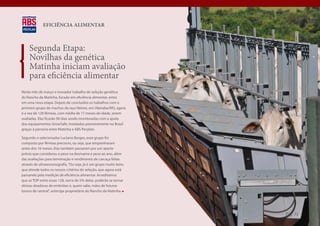 EFICIÊNCIA ALIMENTAR



    Segunda Etapa:
    Novilhas da genética
    Matinha iniciam avaliação
    para eficiência alimentar
Neste mês de março o inovador trabalho de seleção genética
do Rancho da Matinha, focado em eficiência alimentar, entra
em uma nova etapa. Depois de concluídos os trabalhos com o
primeiro grupo de machos da raça Nelore, em Uberaba/MG, agora
é a vez de 128 fêmeas, com média de 17 meses de idade, serem
avaliadas. Elas ficarão 90 dias sendo monitoradas com a ajuda
dos equipamentos GrowSafe, instalados pioneiramente no Brasil
graças à parceria entre Matinha e ABS Pecplan.

Segundo o selecionador Luciano Borges, esse grupo foi
composto por fêmeas precoces, ou seja, que emprenharam
antes dos 16 meses. Elas também passaram por um aparte
prévio que considerou o peso na desmama e peso ao ano, além
das avaliações para terminação e rendimento de carcaça feitas
através de ultrawssonografia. “Ou seja, já é um grupo muito bom,
que atende todos os nossos critérios de seleção, que agora está
passando pela medição de eficiência alimentar. Acreditamos
que as TOP entre essas 128, cerca de 5% delas, poderão se tornar
ótimas doadoras de embriões e, quem sabe, mães de futuros
touros de central”, antecipa proprietário do Rancho da Matinha.




                                                                   Pág. 31
 