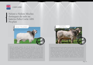 CORTE ZEBU



Nelore e Nelore Mocho:
destaques do mês na
bateria Zebu Corte ABS
Pecplan
                                                                                          Camparino
            Hamal 7 TE da Mafra                                                         (Nelore Mocho)




                                                                                                                                            O
                                                           NOV
                                                                  O                                                                 NOV


 Filho do grande raçador Jeru FIV do Brumado na renomada                Destaque absoluto na safra 2009 no seleto criatório de José Humberto
 Bruxelas TE da Mafra, matriz de destaque no cenário nacional - filha   Vilela. Camparino é filho de Legume em vaca Mandengo, união
 de 1646 da MN na Itália IV, portanto representa a união de duas        perfeita de duas linhagens funcionais, produtivas e férteis. Apresenta
 famílias consagradas. Expressão racial fantástica, profundo e bem      avaliações genéticas consistentes, pedigree aberto e harmonia em
 arqueado, ótimos aprumos, ossatura robusta e pigmentação forte         seu conjunto. Alia ótimo racial, aprumos perfeitos, pigmentação
 são algumas características que o evidenciam no cenário nacional.      firme, profundidade e comprimento de suas costelas. Camparino
 Hamal 7 TE da Mafra, apresenta uma distribuição de musculatura         é, sem dúvidas, uma das melhores opções no mocho nacional,
 excelente, não prejudicando o seu equilíbrio e harmonia corporal.      pronto a atender os mais exigentes selecionadores na pecuária.
 Destaque absoluto no criterioso trabalho de seleção da MAFRA.


                                                                                                                                            Pág. 33
 