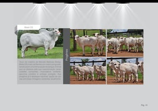 Bitelo DS




                                                  Progênies
Touro do criatório de Marcelo Barbosa Strang,
Bitelo DS é neto de Rambo em matriz Lemgruber,
sendo assim uma ótima opção de sangue. Animal
que se destaca pela sua caracterização racial,
costelas compridas, musculatura evidente,
aprumos corretos e umbigo corrigido. Sua
progênie já é destaque nacional, opção de uso
nas principais linhagens existentes atualmente.




                                                              Pág. 34
 