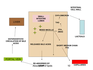 INTESTINAL
                                                              CELL WALL


                                               CHYLOMICRON
                             SMALL
                           INTESTINE
                             LUMEN
       LIVER                                   TAG



                              MIXED MICELLE      FFA ,
                                                 2MAG

                                                                  LACTEALS
  ENTEROHEPATIC
CIRCULATION OF BILE
      ACIDS
                      RELEASED BILE ACIDS
                                                SHORT/ MEDIUM CHAIN
                                                        FFA




PORTAL VEIN
                        RE-ABSORBED BY
                                                                 CAPILLARIES
                        Absorption of lipids
                             ILEUM                       10
 