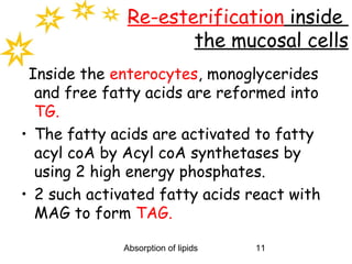 Re-esterification inside
                     the mucosal cells
 Inside the enterocytes, monoglycerides
  and free fatty acids are reformed into
  TG.
• The fatty acids are activated to fatty
  acyl coA by Acyl coA synthetases by
  using 2 high energy phosphates.
• 2 such activated fatty acids react with
  MAG to form TAG.

              Absorption of lipids   11
 