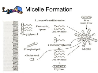 Micelle Formation




   Absorption of lipids   12
 