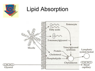 Lipid Absorption




  Absorption of lipids   15
 